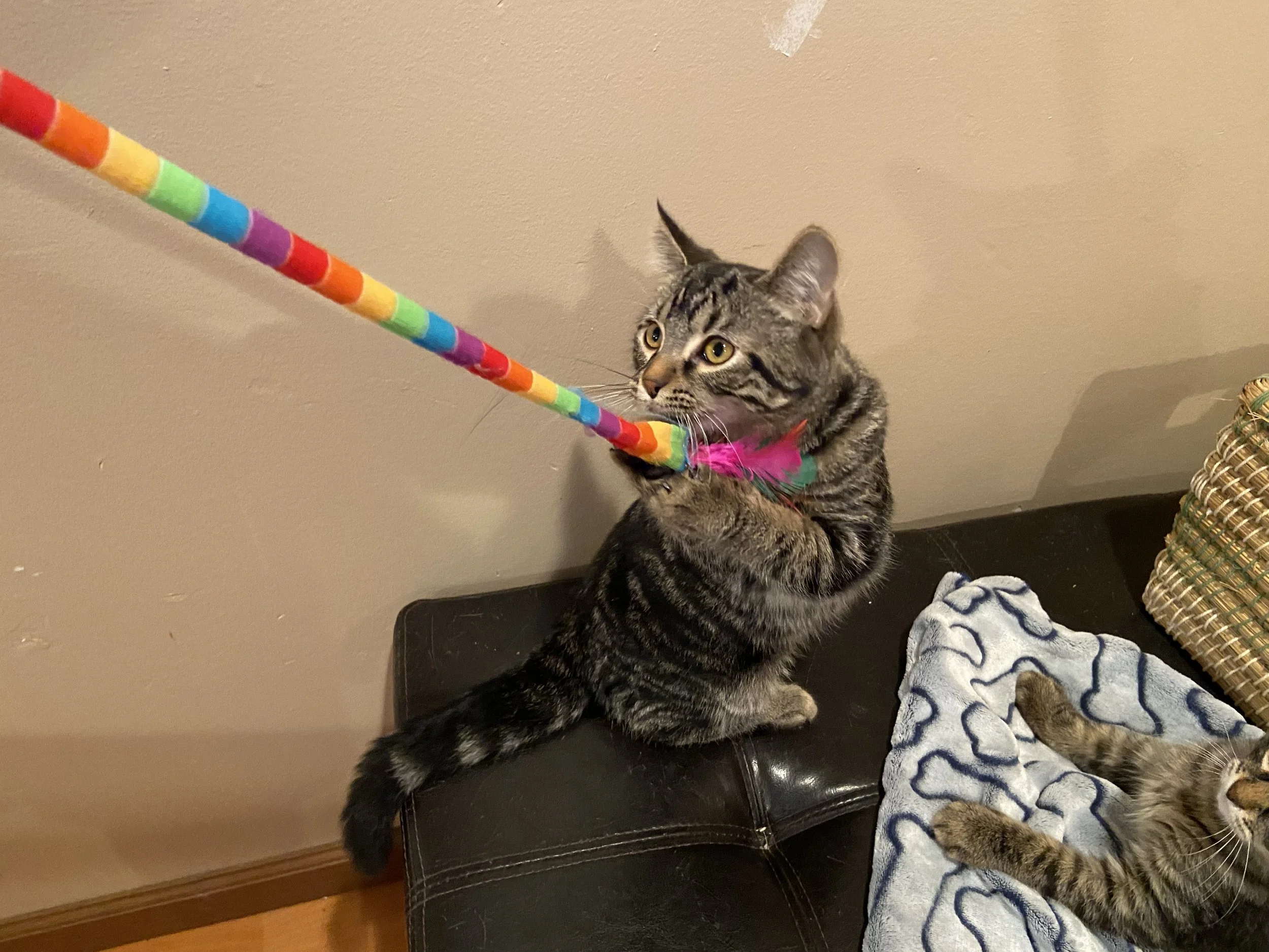 Mark Twain fgbffgh.jpeg