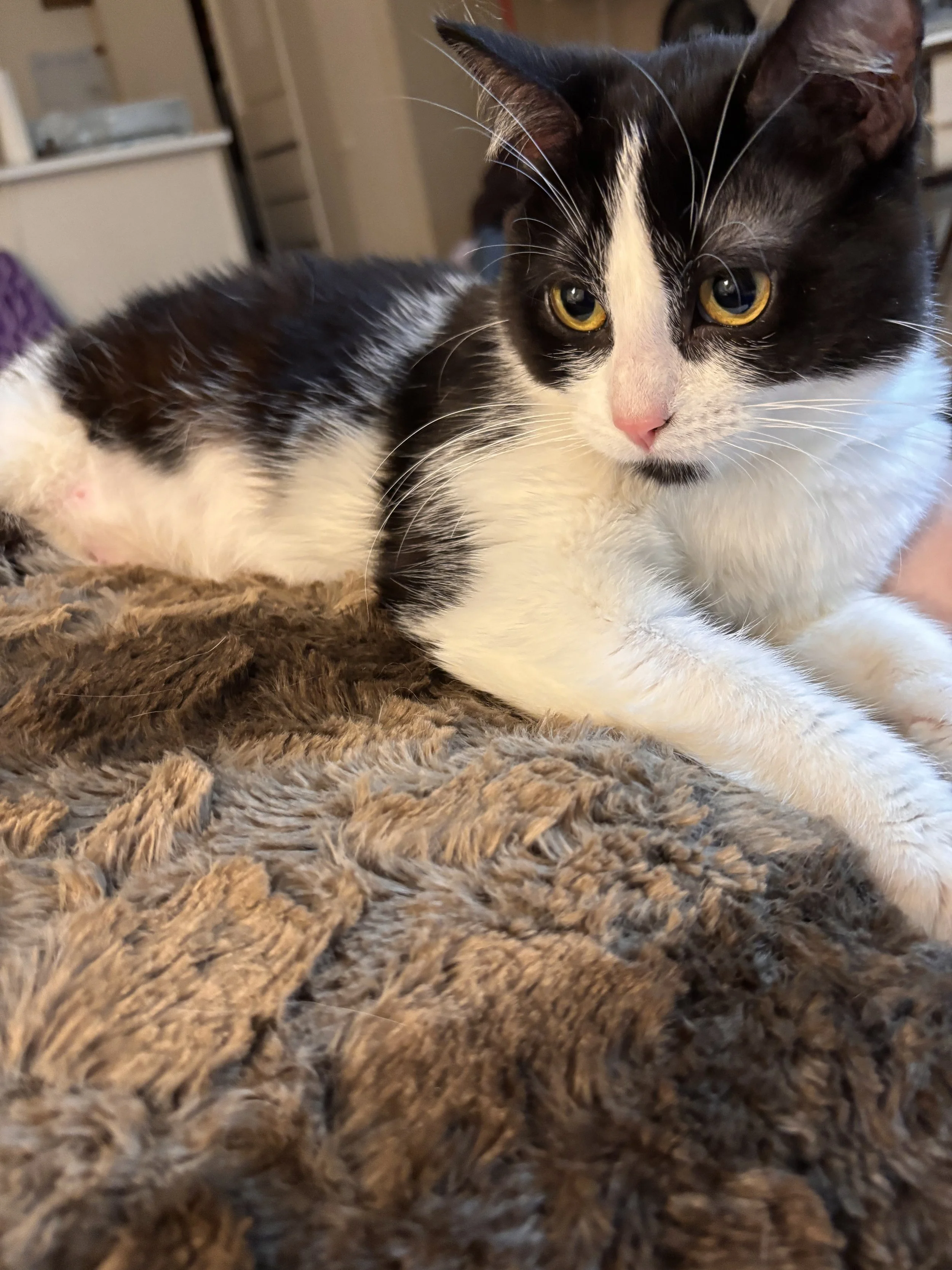 Daphne