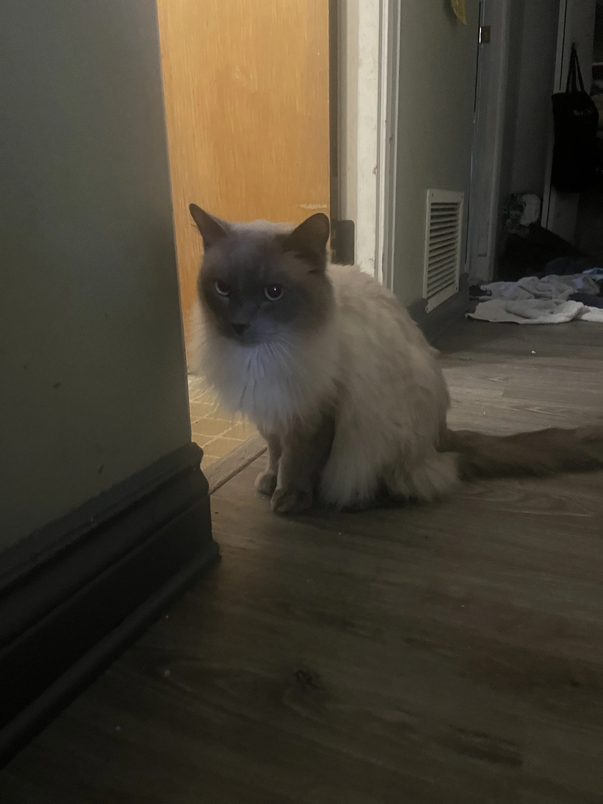 IMG_3767.jpeg