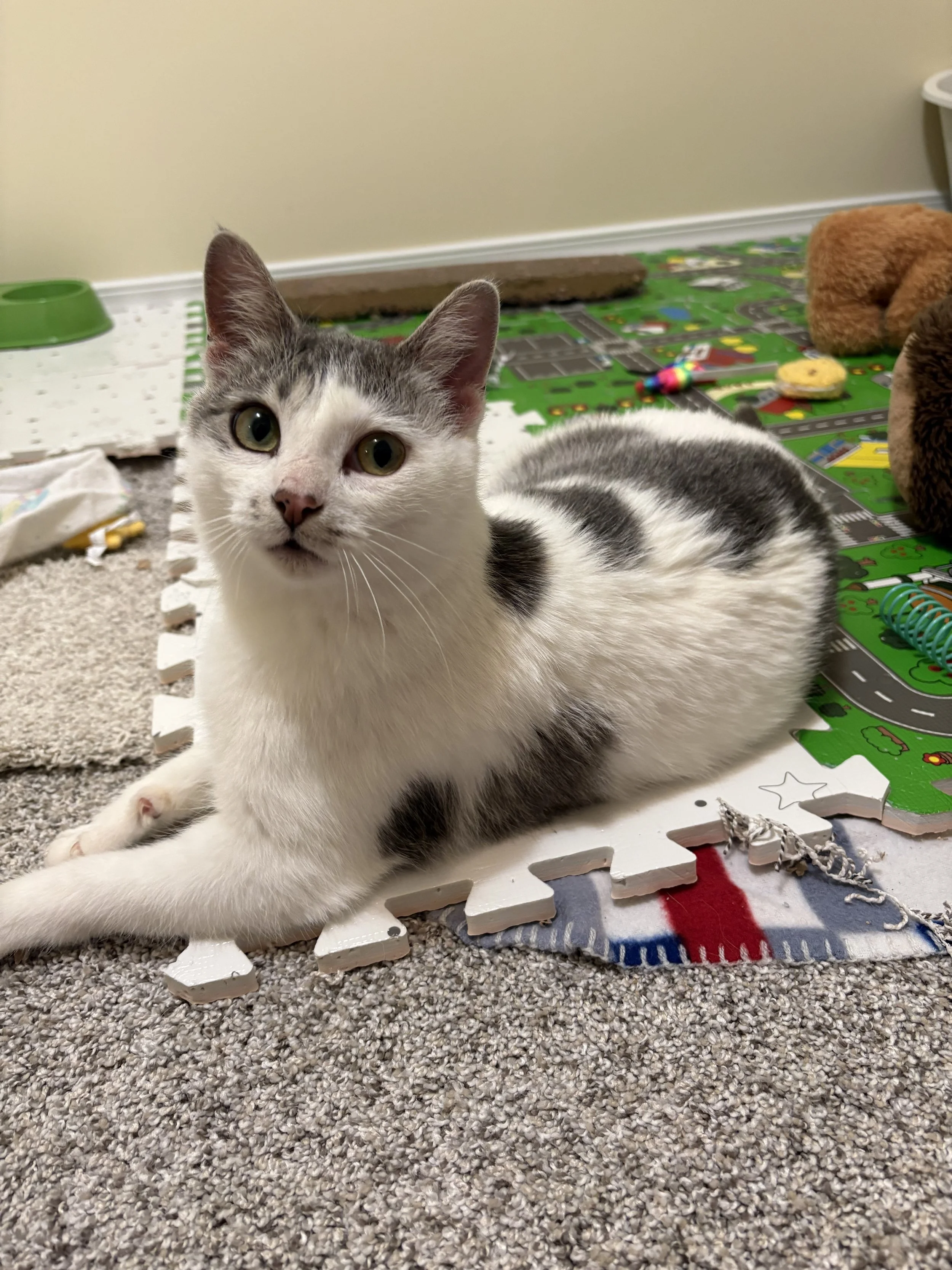 Cleo (application pending)