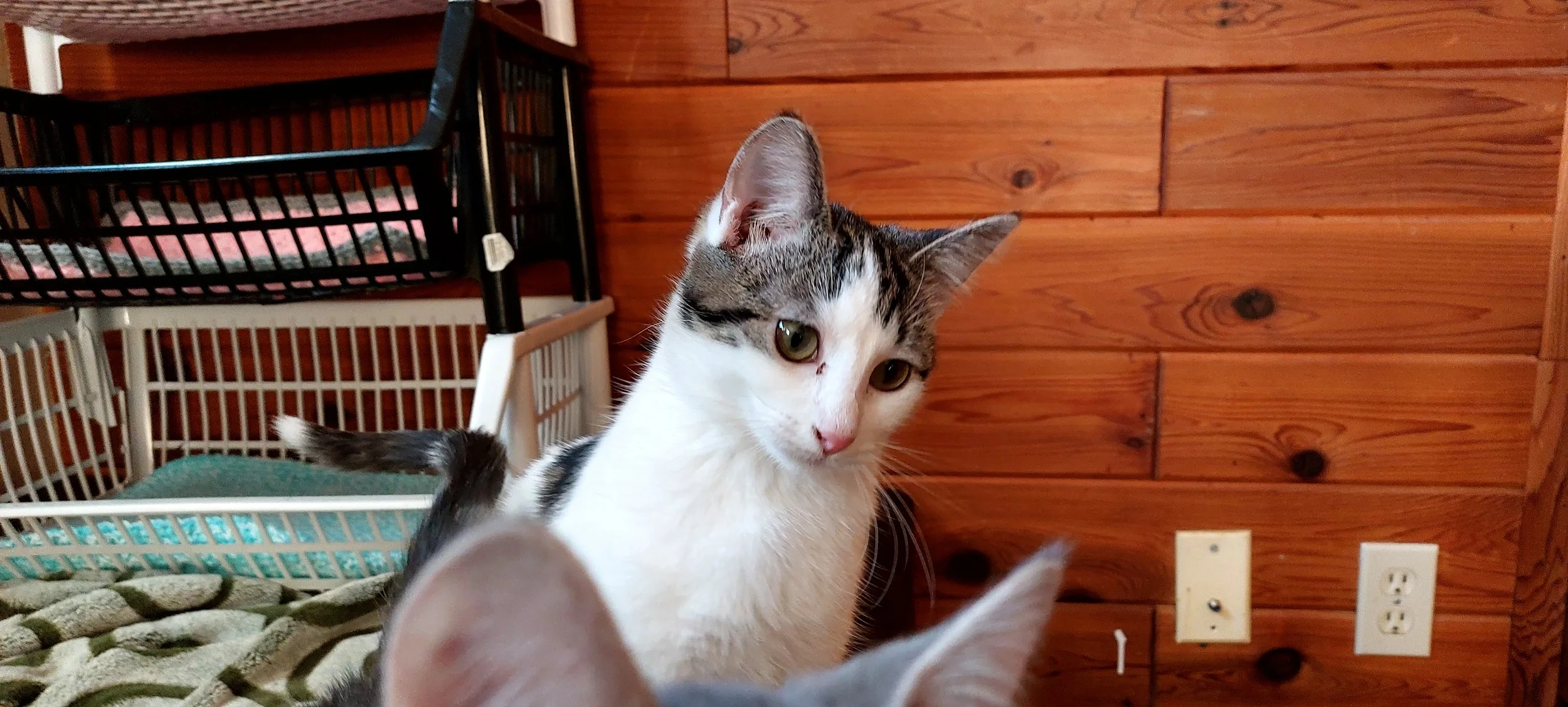 morning star hhdf.jpg