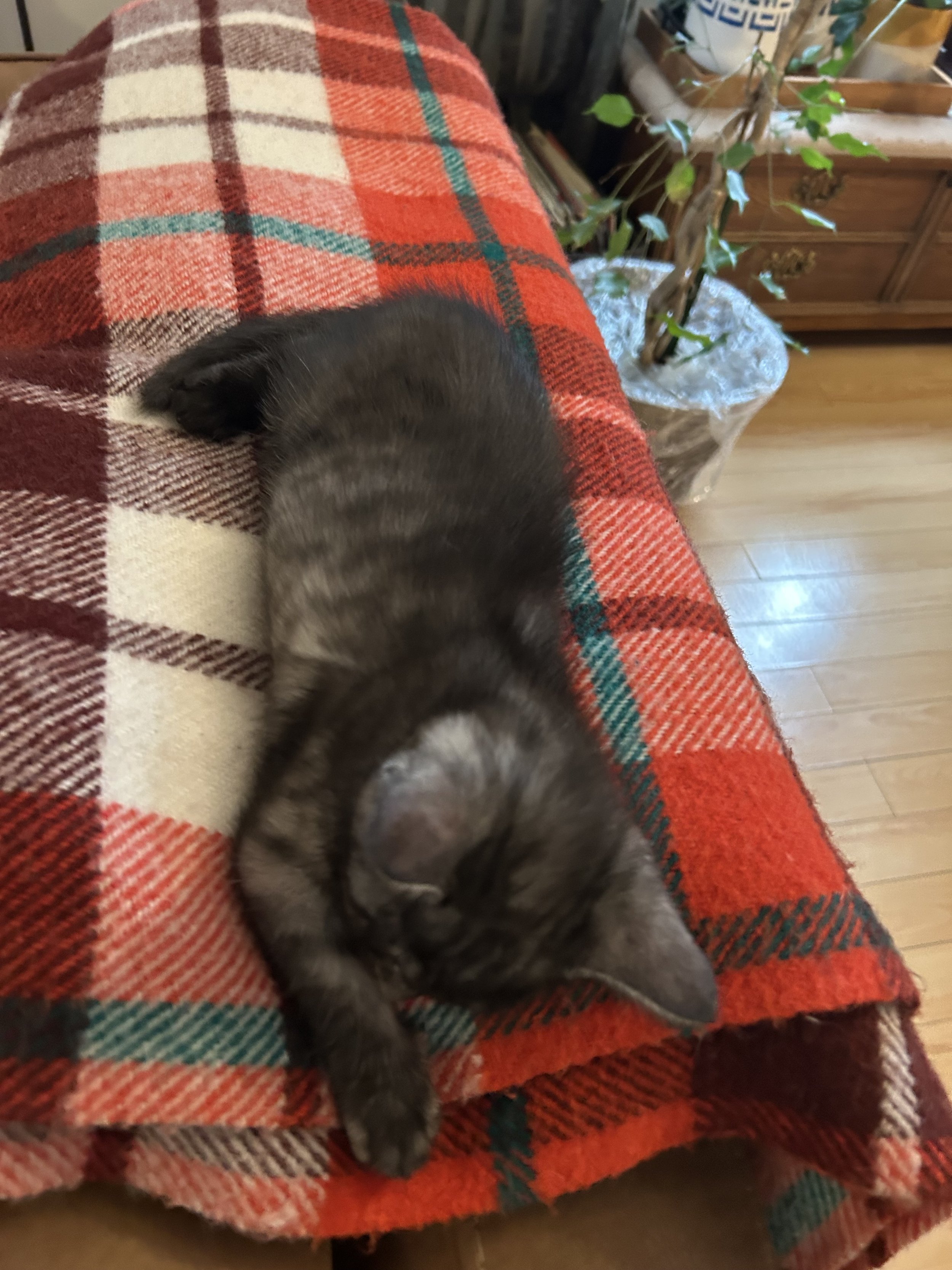 IMG_8208.jpeg