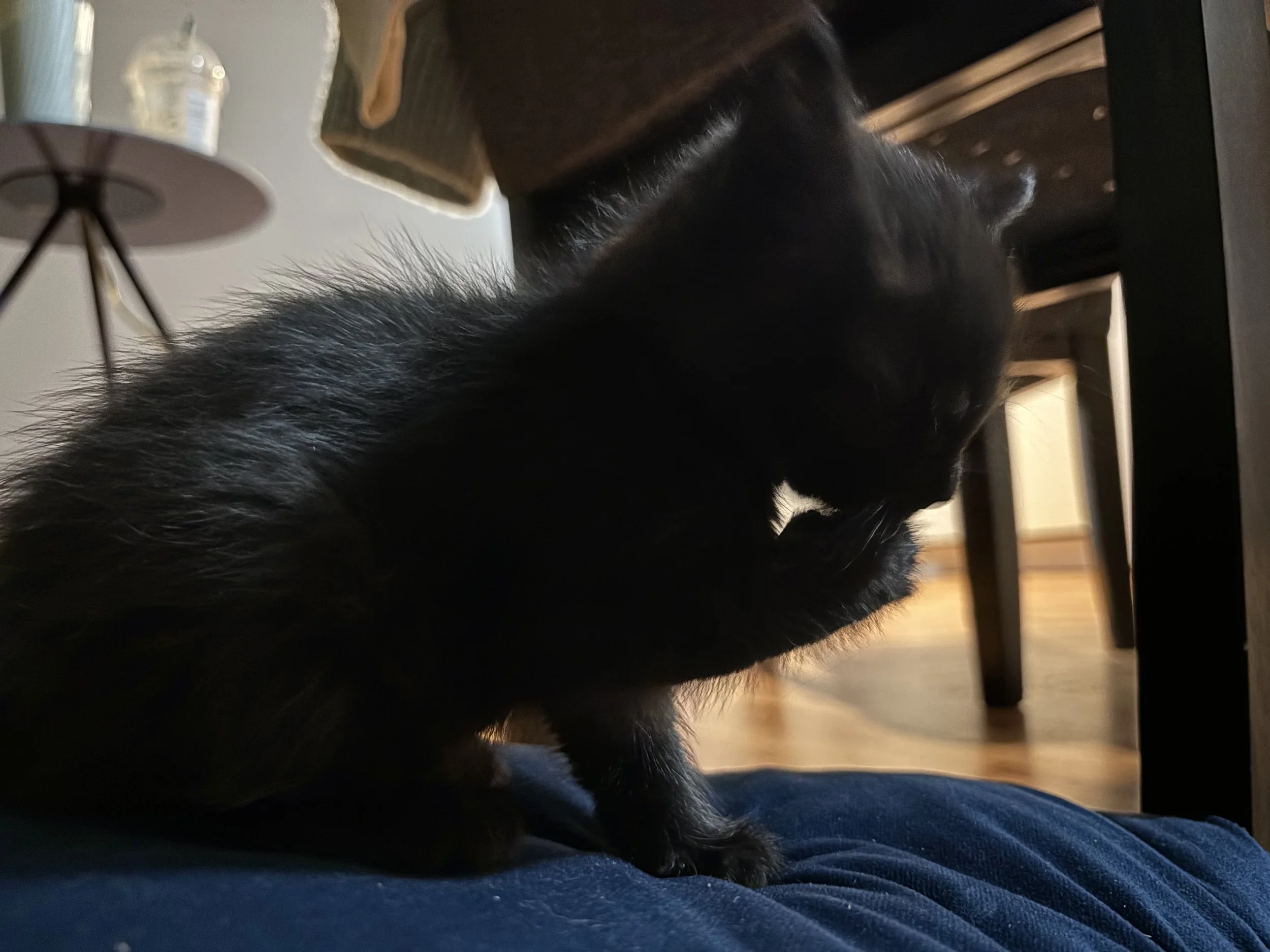 IMG_5282.jpeg