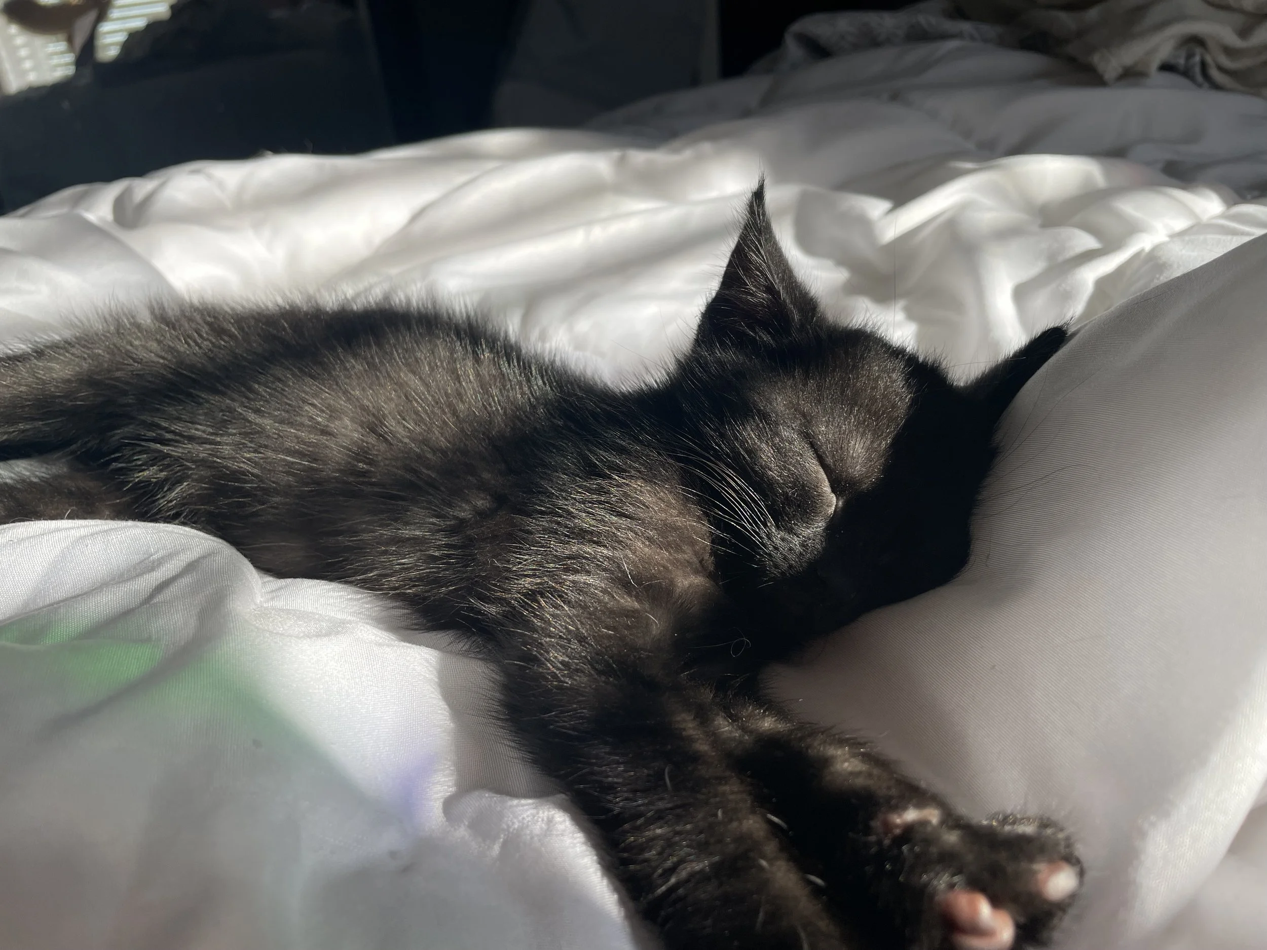 IMG_3628.jpeg