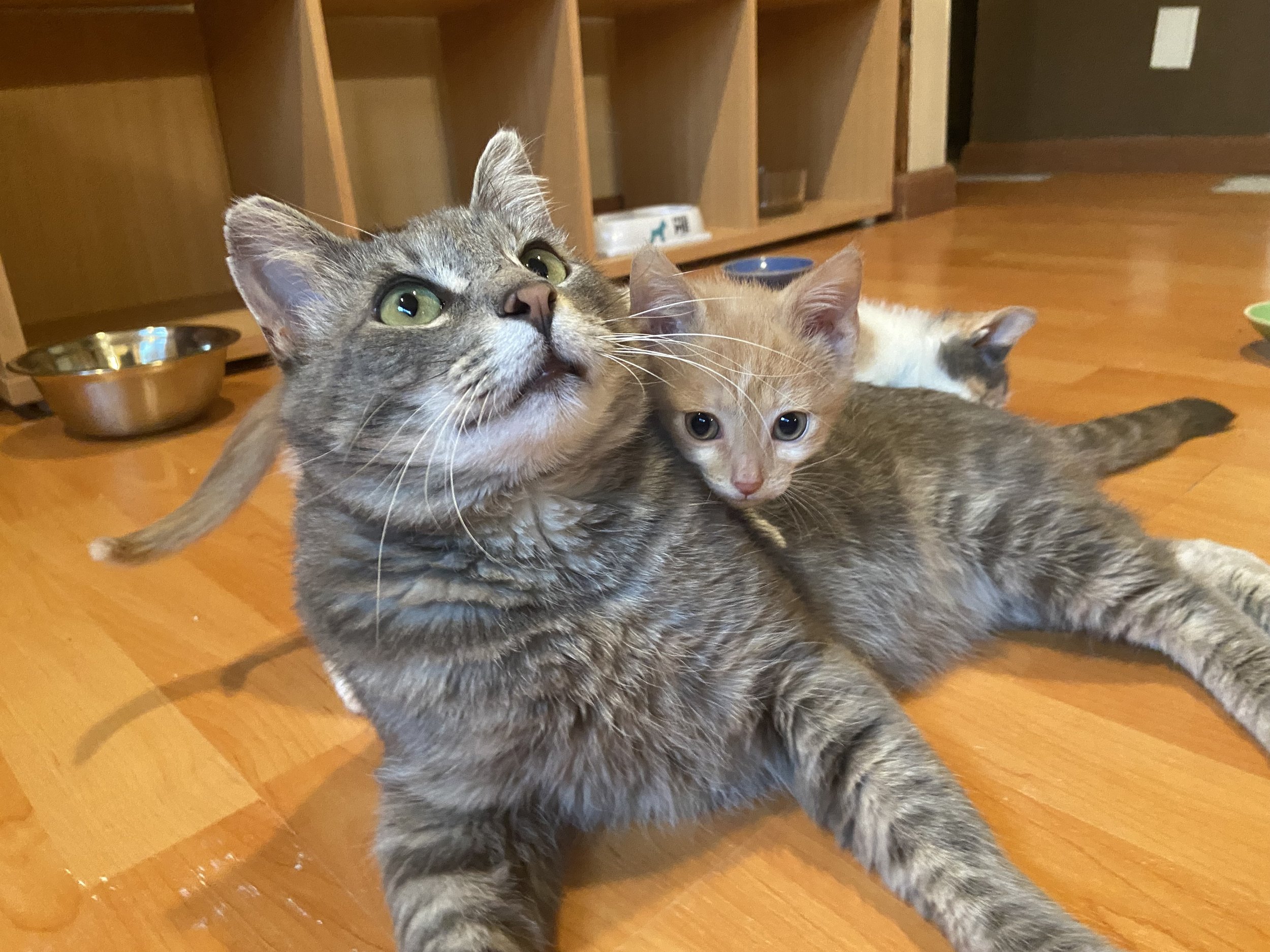Memphis with kitten.jpeg
