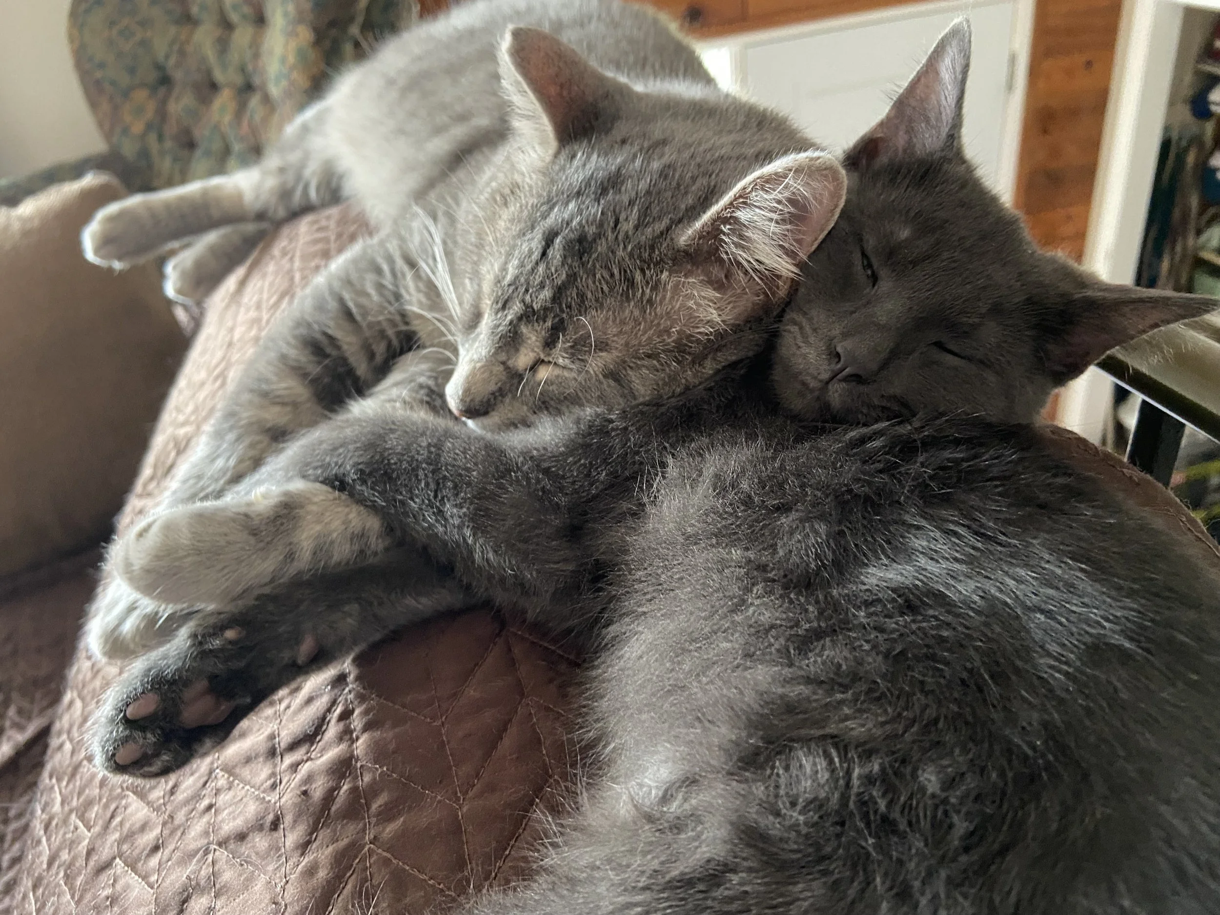 Memphis and Bogart snuggling 1.jpeg