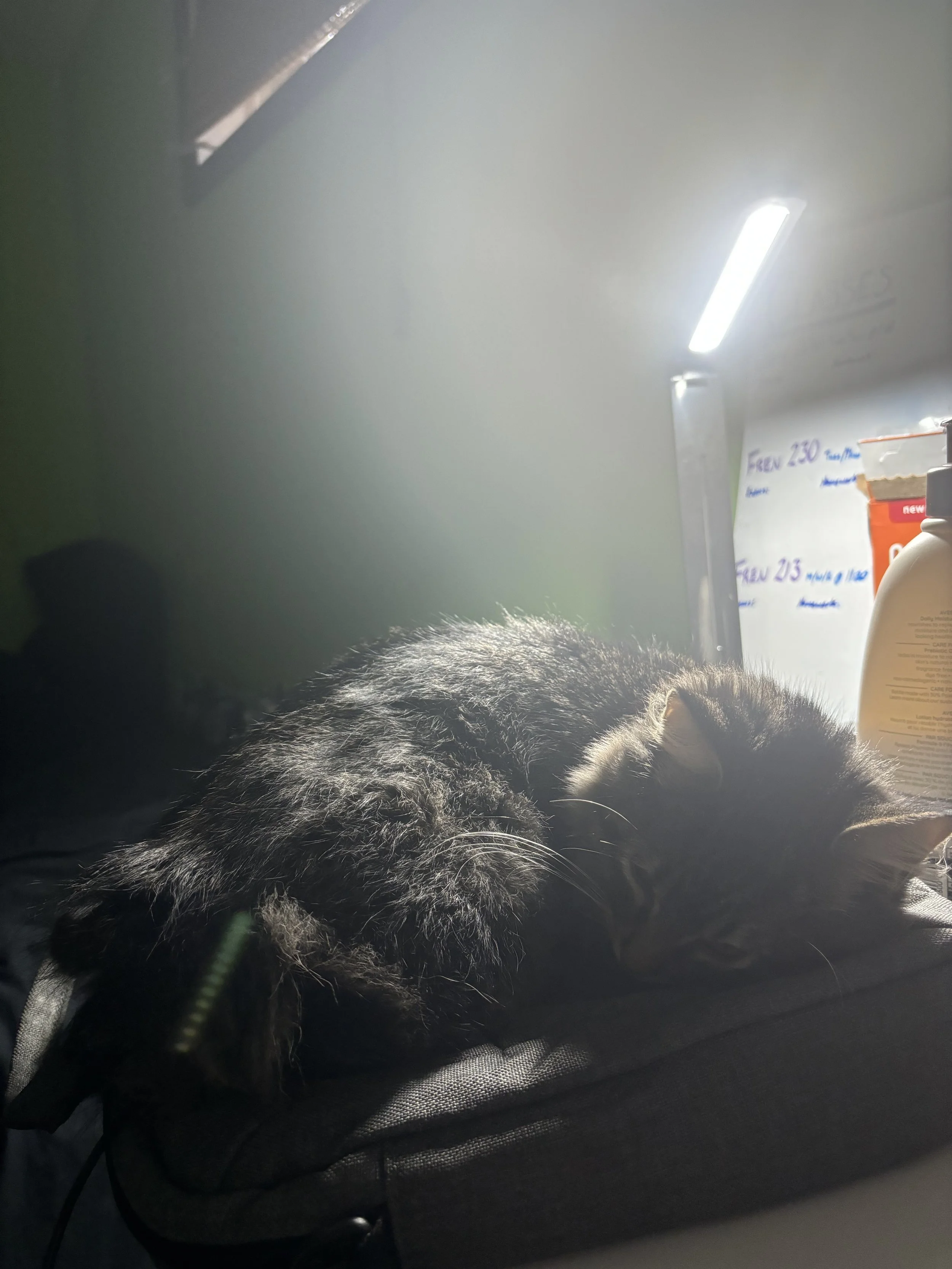 IMG_4749.jpeg