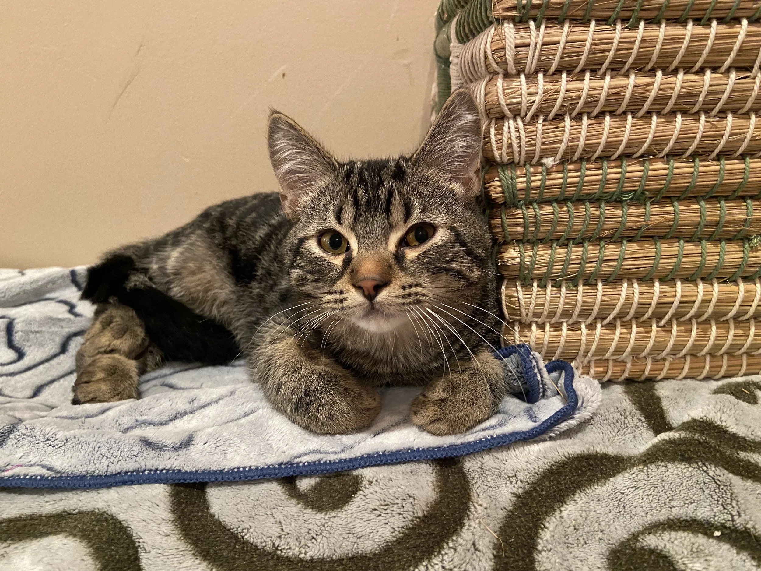 Mark Twain gngg.jpeg