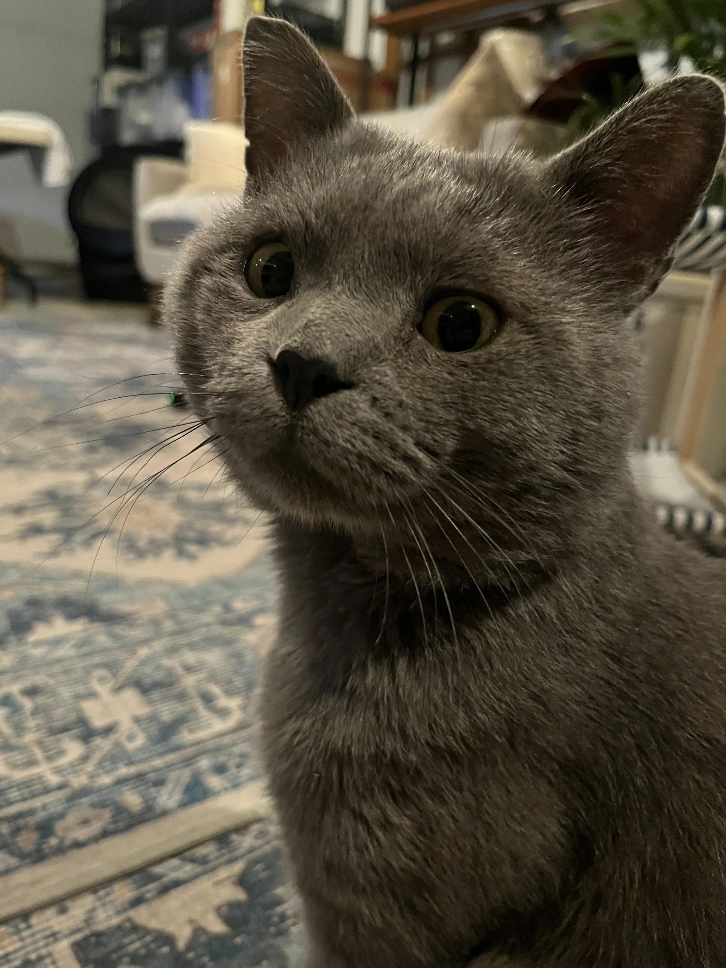 IMG_7929.jpeg