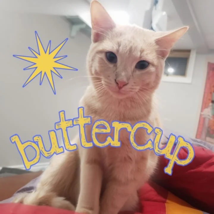 Fluffers Buttercup