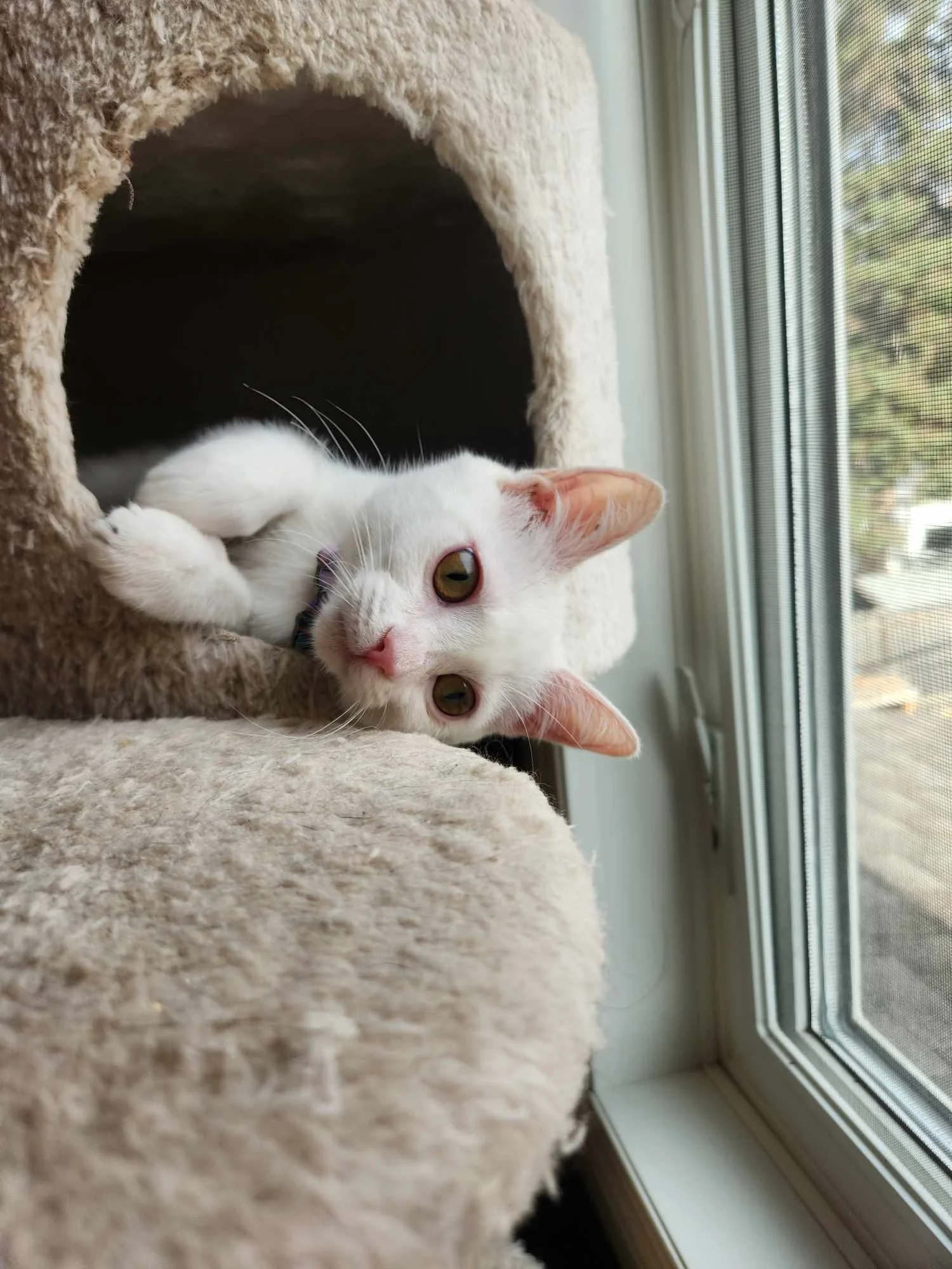 JJ — SOS Prairie Rescue