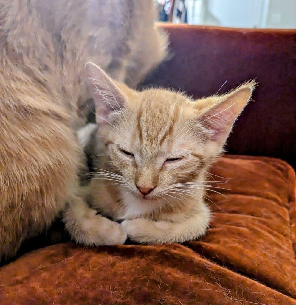 Ollie — SOS Prairie Rescue
