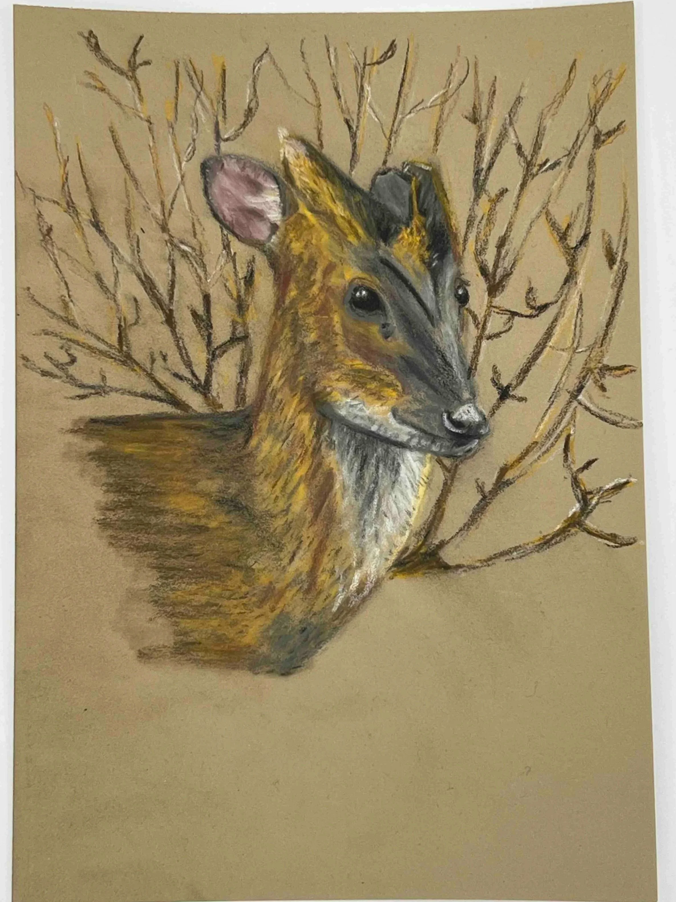 "Muntjac" (2025). A5. Pastel pencils on pastel mat paper. 