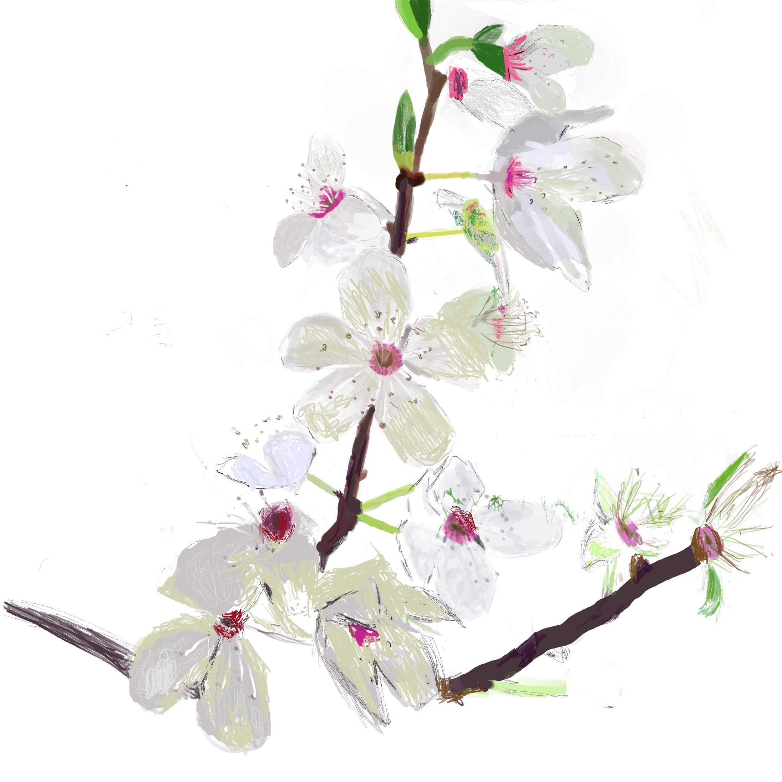 "Blossom" (2023) Digital painting in Procreate from my own reference picture. Timelapse available in video section. 