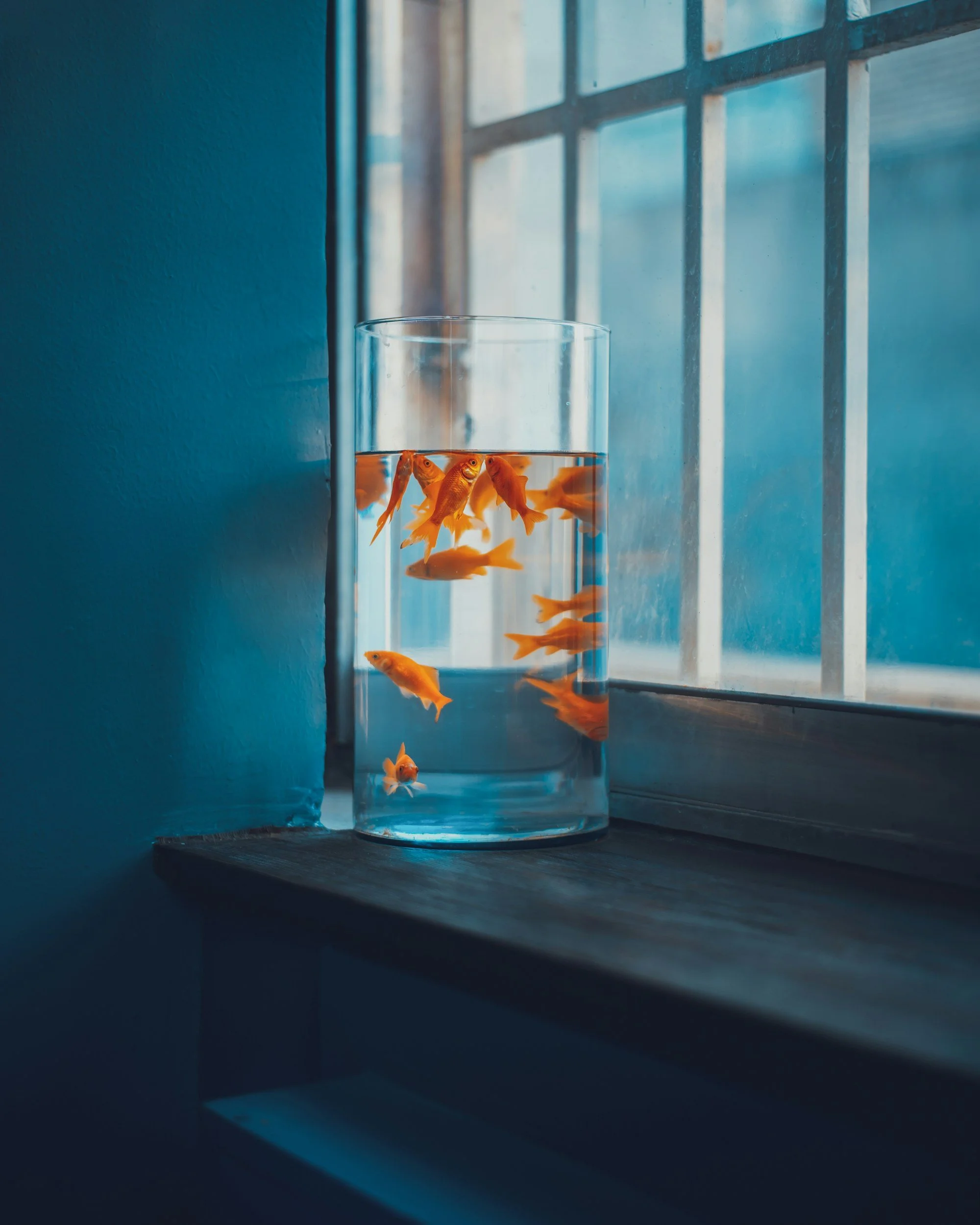 Et si le poisson rouge, c'était nous ?