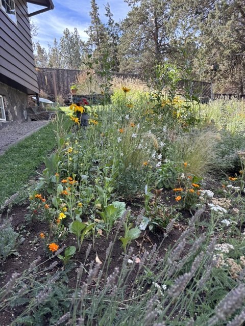 Late August Garden 