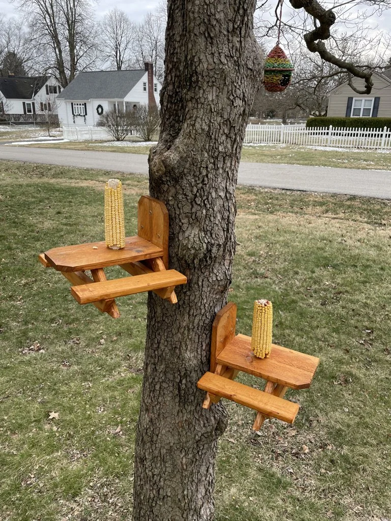 Squirrel feeders 