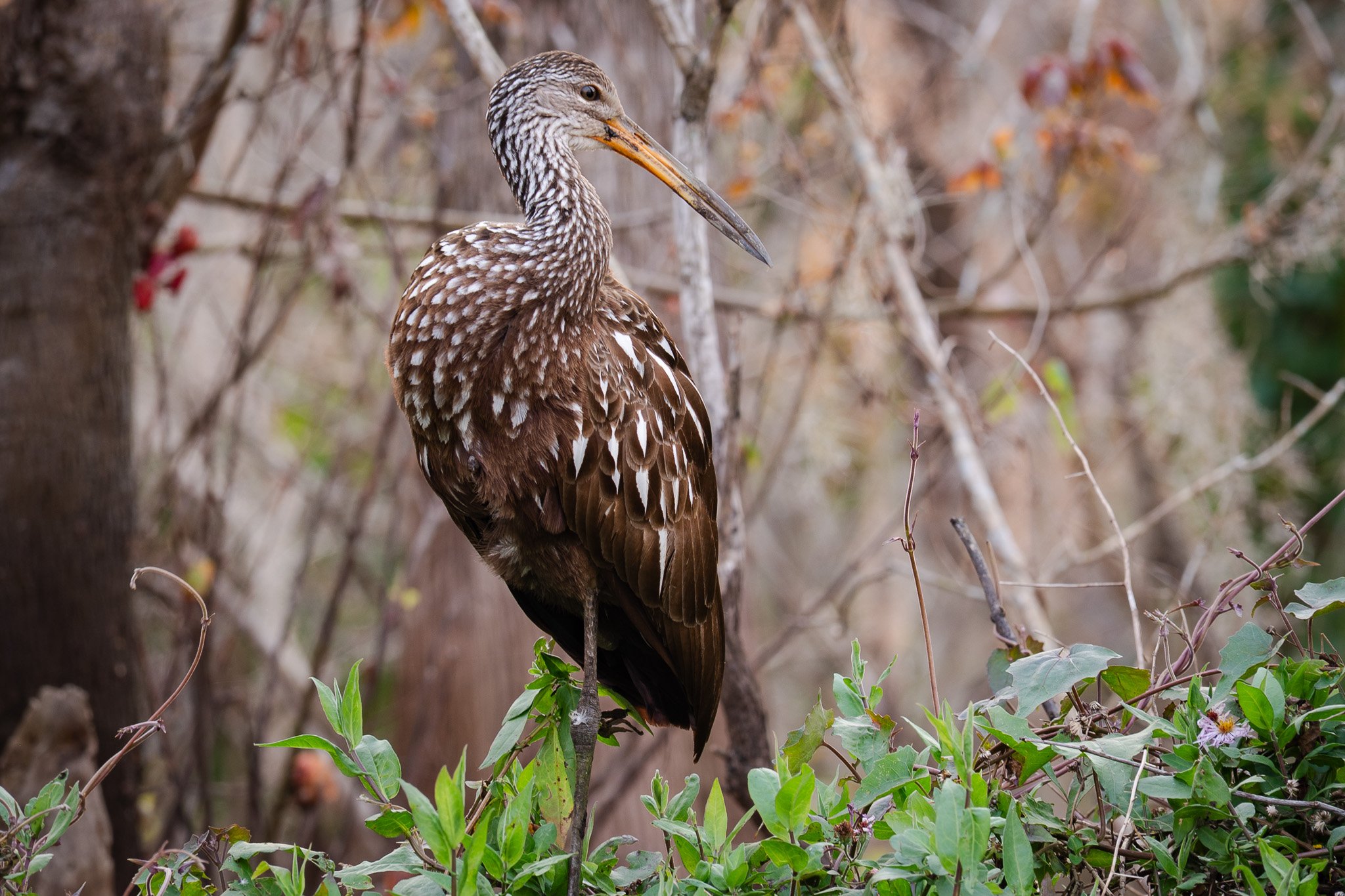 Oklawaha River Restoration: Fish, Wildlife and Habitat Impacts