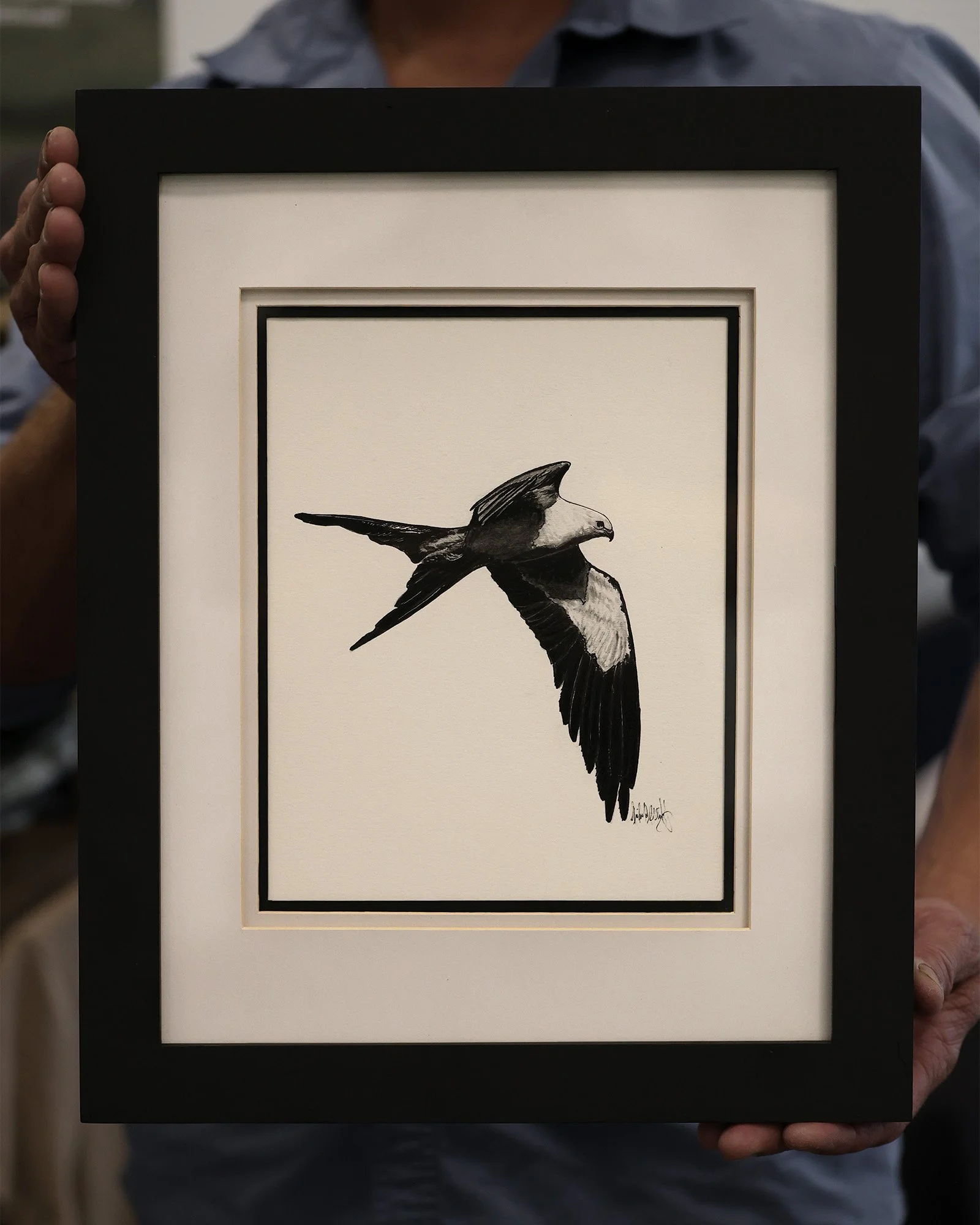 mrr-swallowtail-kite-nicholas-albright-02.jpeg