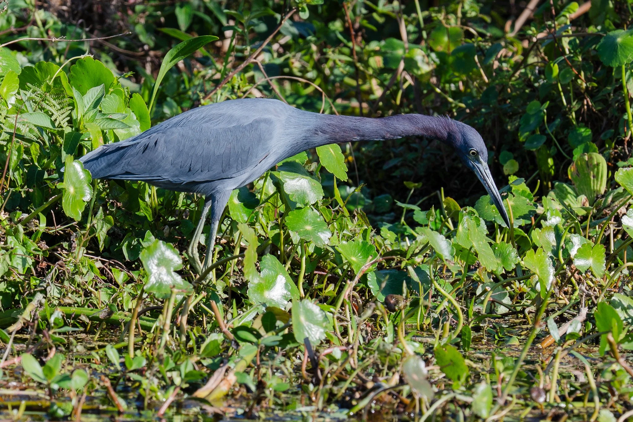 little blue heron