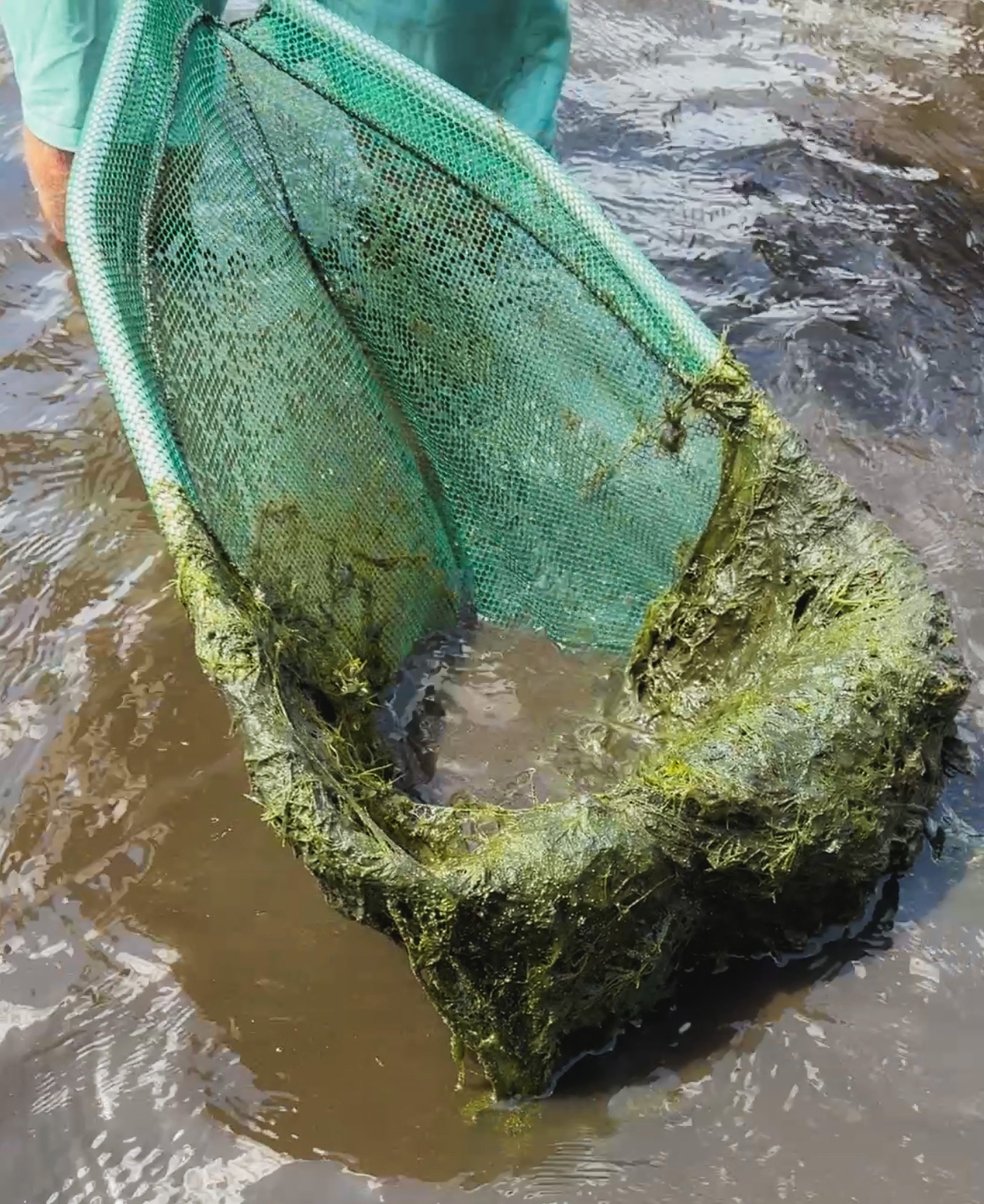 Net scoops algae from St. Johns River