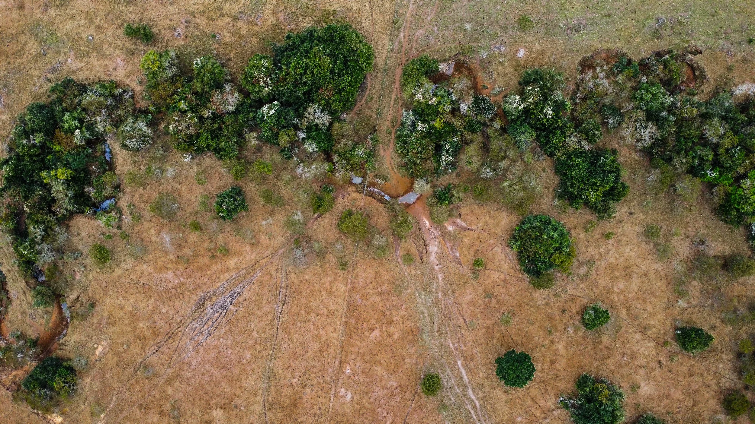 Aerial shot of area showcasing the animal trails towards the water the hunter uses to track and wait for said animals