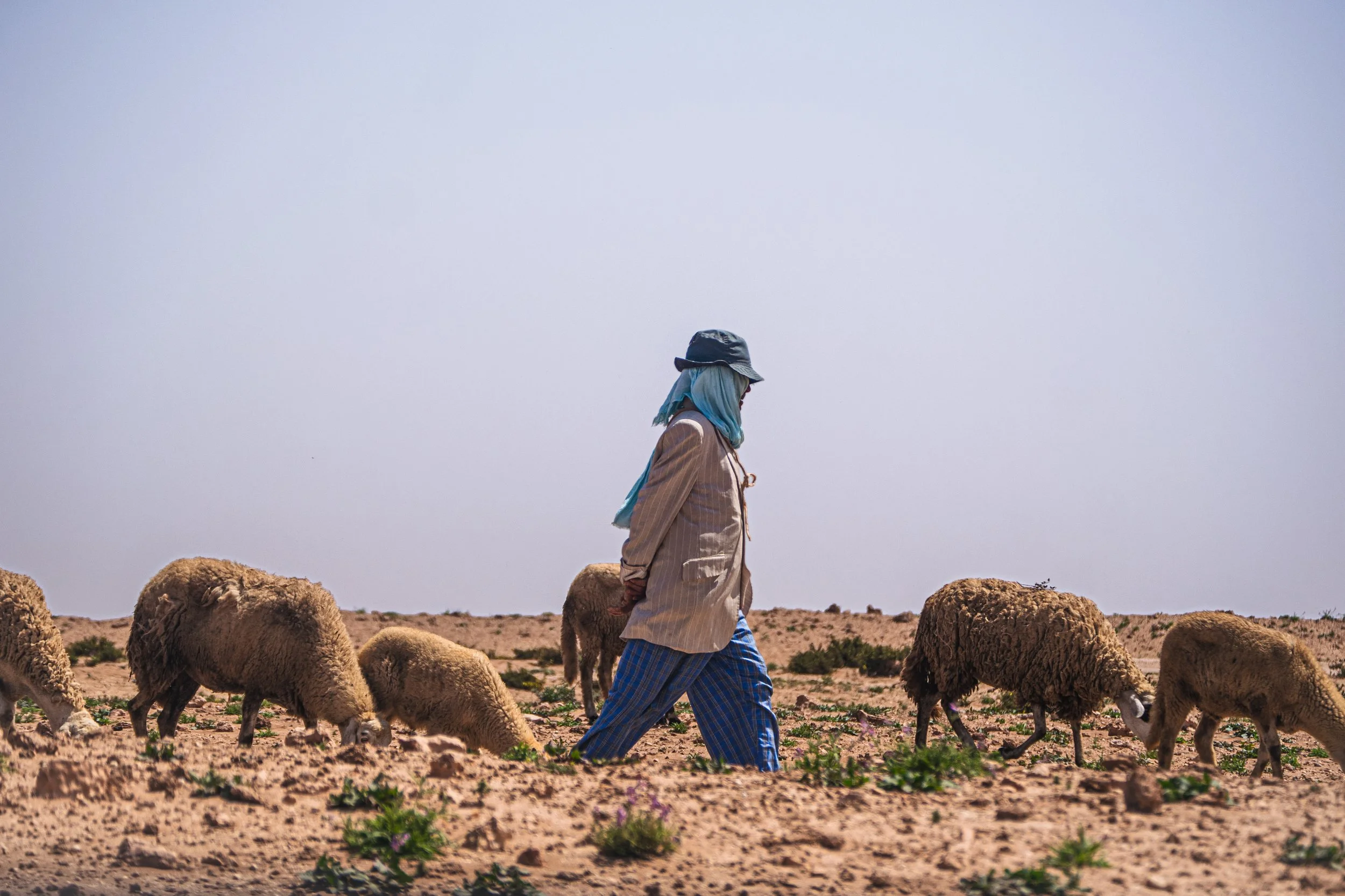 Sheep farmer in the Moroccan desert