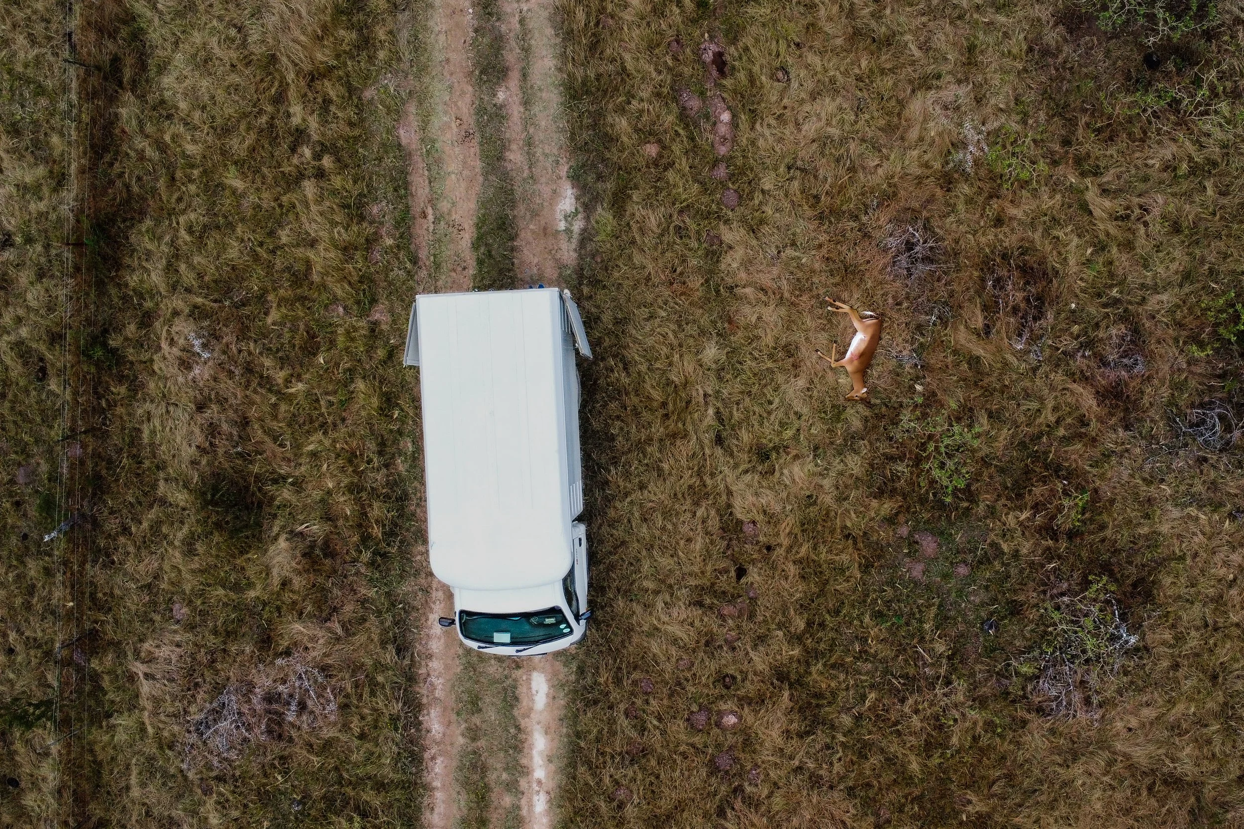 Pick up of dead Impala after carrying antelope to nearest accessible road