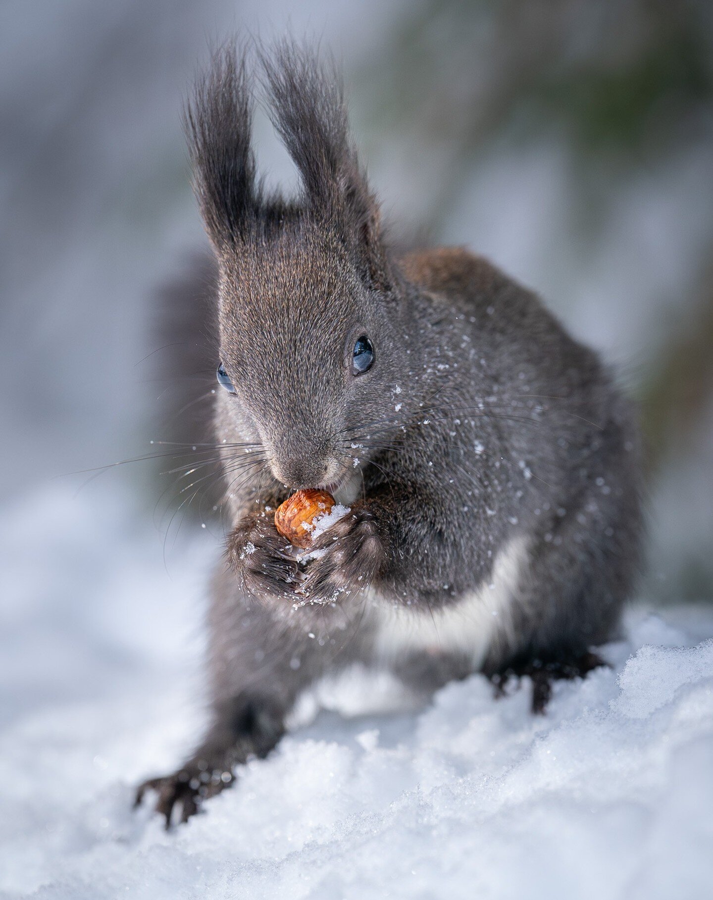 Vielen Dank f&uuml;r die Haselnuss 💕
Eichh&ouml;rnchen in Arosa 🌲

📷 Sony Alpha 9 mit FE 70-200 GM ii
@sony.ch.at / @sonyalpha 

#AlphaWinterCH #eichh&ouml;rnchen #squirrel #wildlifephotography #sonyalpha #sonya9 #sony70200gmii #outdoor #arosa #ei