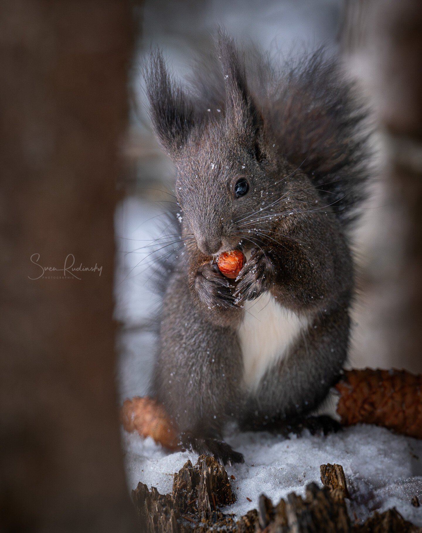 Was knabbern und das Wochenende geniessen. Allen ein sch&ouml;nes Wochenende 🎉

📷 Sony Alpha 9 mit FE 70-200 GM ii

#eichh&ouml;rnchen #squirrel #wildlifephotography #sonyalpha #sonya9 #sony70200gmii #outdoor #arosa #eichh&ouml;rnchenweg #naturepho