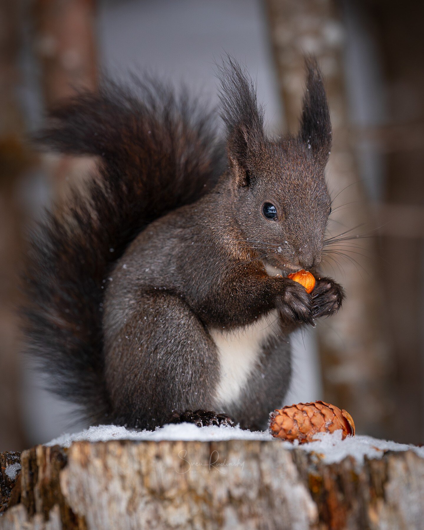 Wochenende 🙌
Allen ein sch&ouml;nes Wochenende 🎉

📷 Equipment:
- Sony Alpha 9
- Sony FE 70 200 GM II

#eichh&ouml;rnchen #squirrel #wildlifephotography #sonyalpha #sonya9 #sony70200gmii #outdoor #arosa #eichh&ouml;rnchenweg #naturephotography #nat