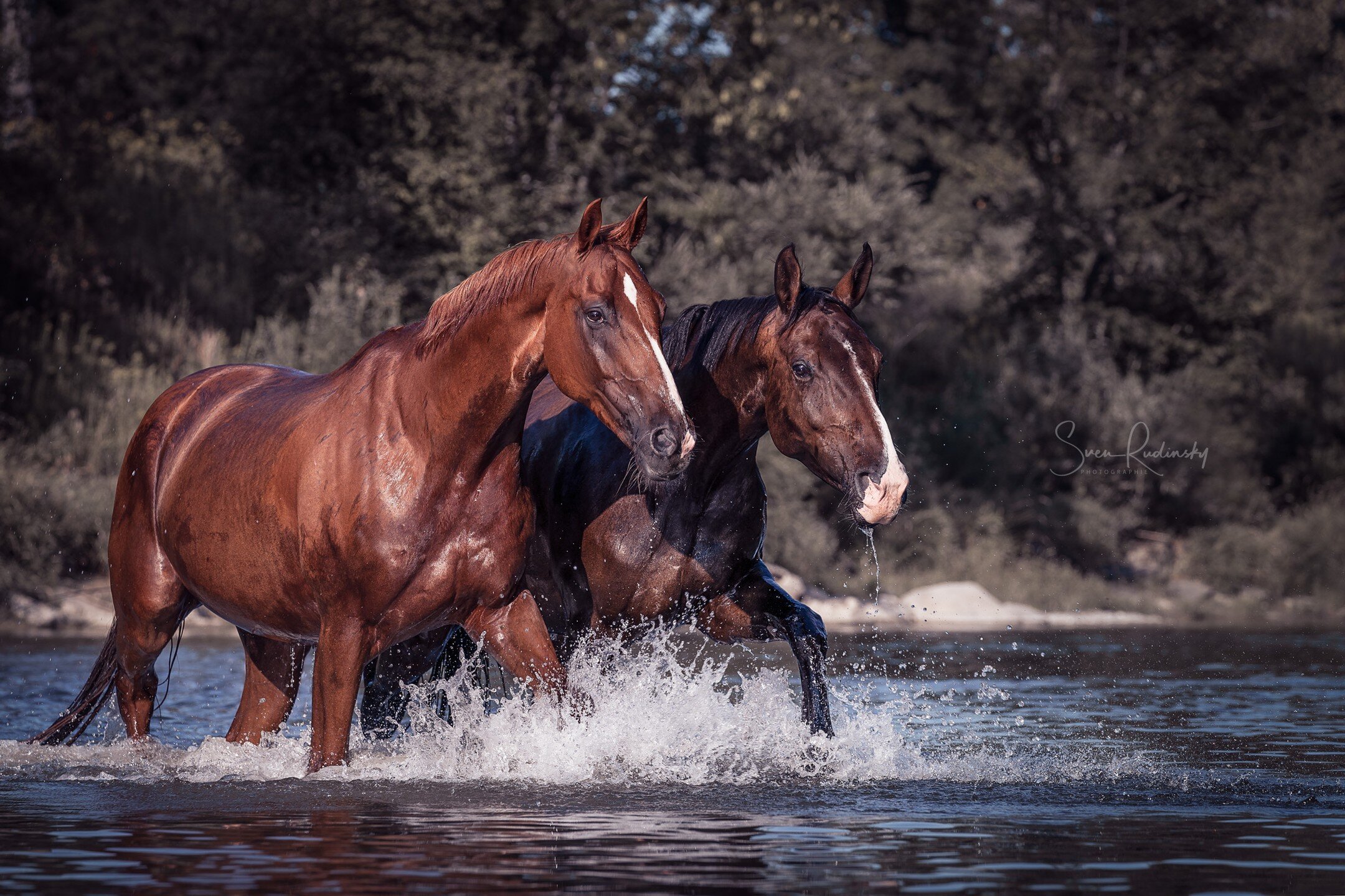 Guten Morgen 😴

Wie schnell die Zeit vergeht. Ein Foto aus 2018 mit @chaisa_dai 🐎 🌊

📷 Equipment:
- Sony Alpha 9
- Sony FE 70 200 GM

#fotoshooting #pferdeshooting #pferdefotografie #pferd #horse #hobbyfotograf #mitpferdimwasser #wasser #fluss #n
