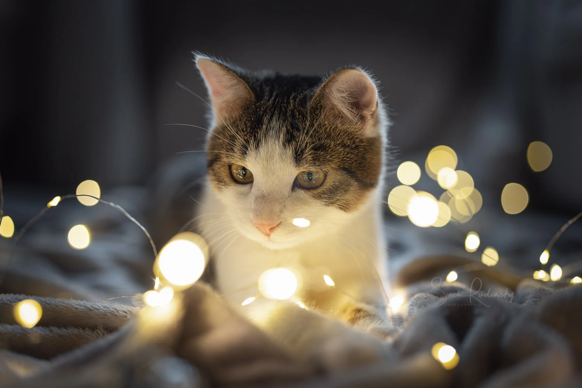 Anfangs 2025 mit @chiara.aurora_m 🤗und jeder Menge Lichterketten 💡

---

📷 Equipment:
- Sony Alpha 1
- Sony FE 50 1.4

---

#Lichterzauber #FairyLight #CuteCats #katze #katzen #tierfotoshooting #tierfotografie #katzenportrait #katzenfotografie #me