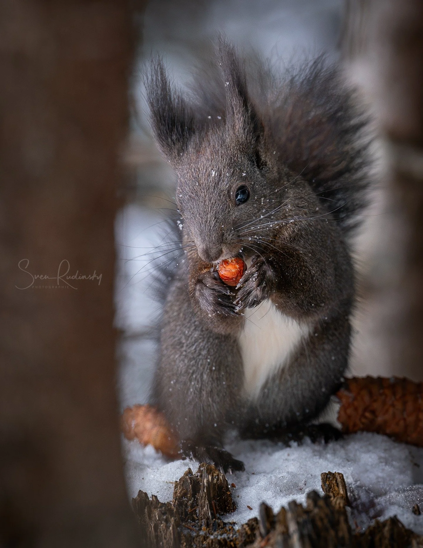 Auch schon wieder 1.5 Jahre her. Ein Eichh&ouml;rnchen beim Fr&uuml;hst&uuml;ck im Winterwald. ❄️📸 Wer liebt solche Naturmomente?

---

📷 Equipment:
- Sony Alpha A9
- Sony FE 70 200 GM II

---

#eichh&ouml;rnchen #wildlifephotography #naturephotogr