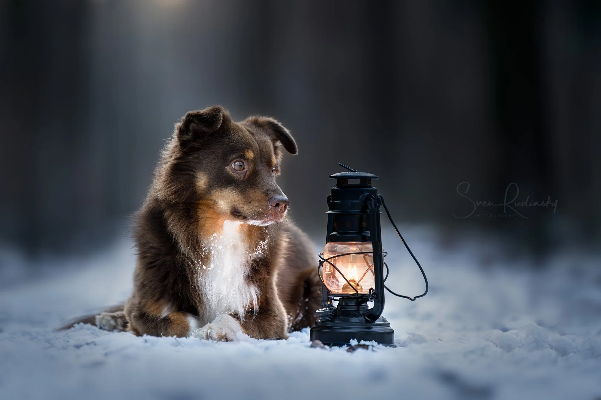 Auch mal wieder etwas was f&uuml;r die Hundefreunde 🐕

Fotoshooting mit @daniela.daetwyler , vielen Dank Daniela 📸
Vielen Dank @sarahaline.ch f&uuml;rs Organisieren 🤗

---

📷 Equipment:
- Sony Alpha A1
- Sony FE 70 200 GM II

---

🎨 Bildbearbeit