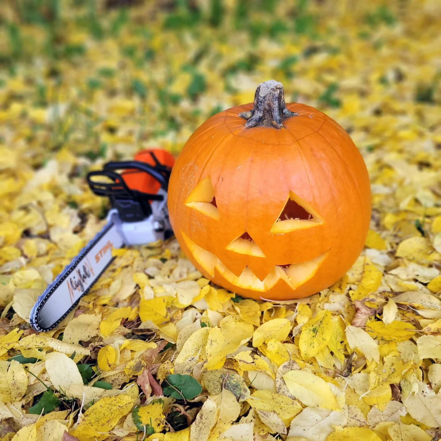 🎃 HAPPY HALLOWEEN 🎃

#cnservices #garten #gardening #nature #gartenarbeit #halloween2024