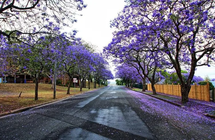 A tree-lined street with purple-flowered trees, fallen petals on the road, and a wooden fence on the right.