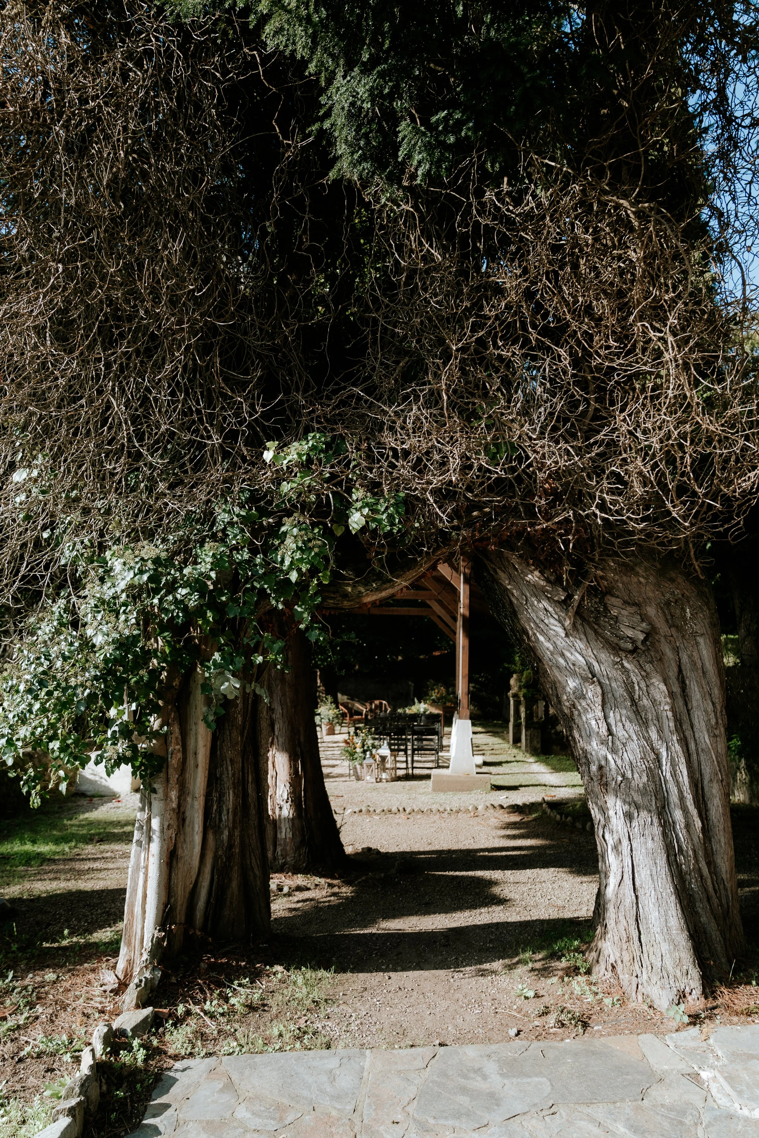 Entrada a un área al aire libre con un árbol grande y retorcido que forma un arco natural, mostrando sombra y vegetación, y una zona de mesas y sillas en el fondo.