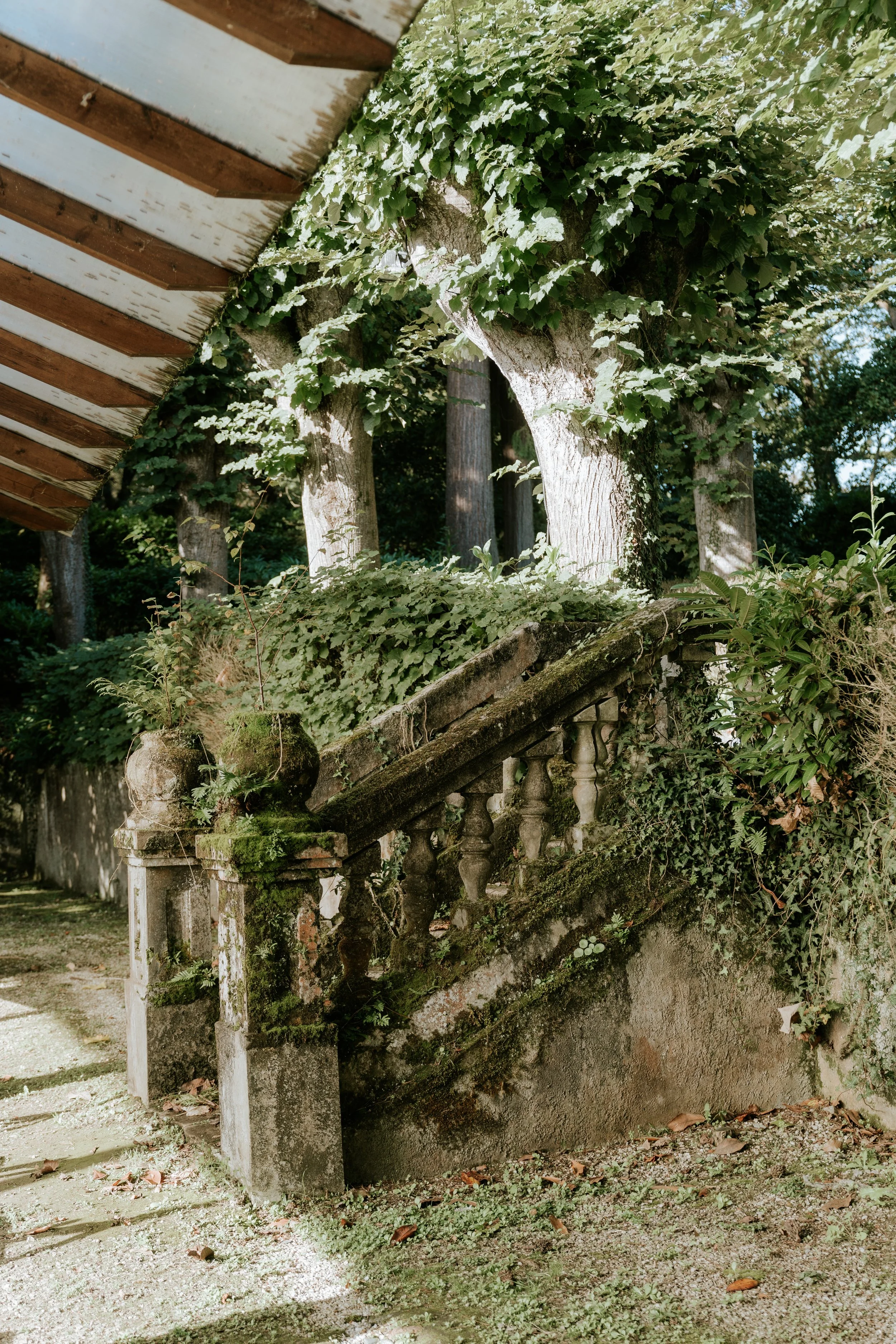 Escalera antigua y cubierta de musgo y vegetación, rodeada de árboles y plantas.