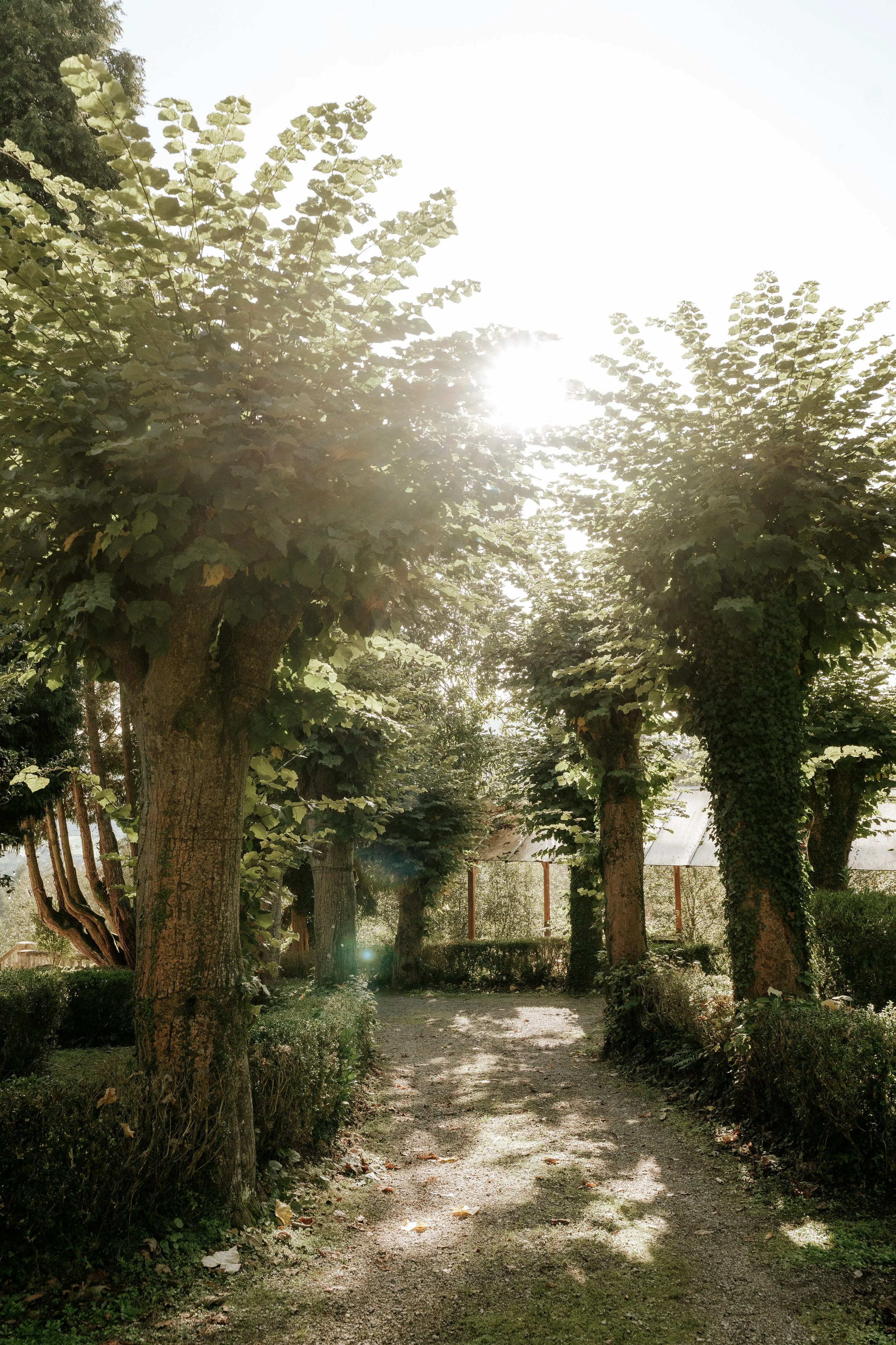 Camino rodeado de árboles con hojas verdes y sol brillante en el cielo