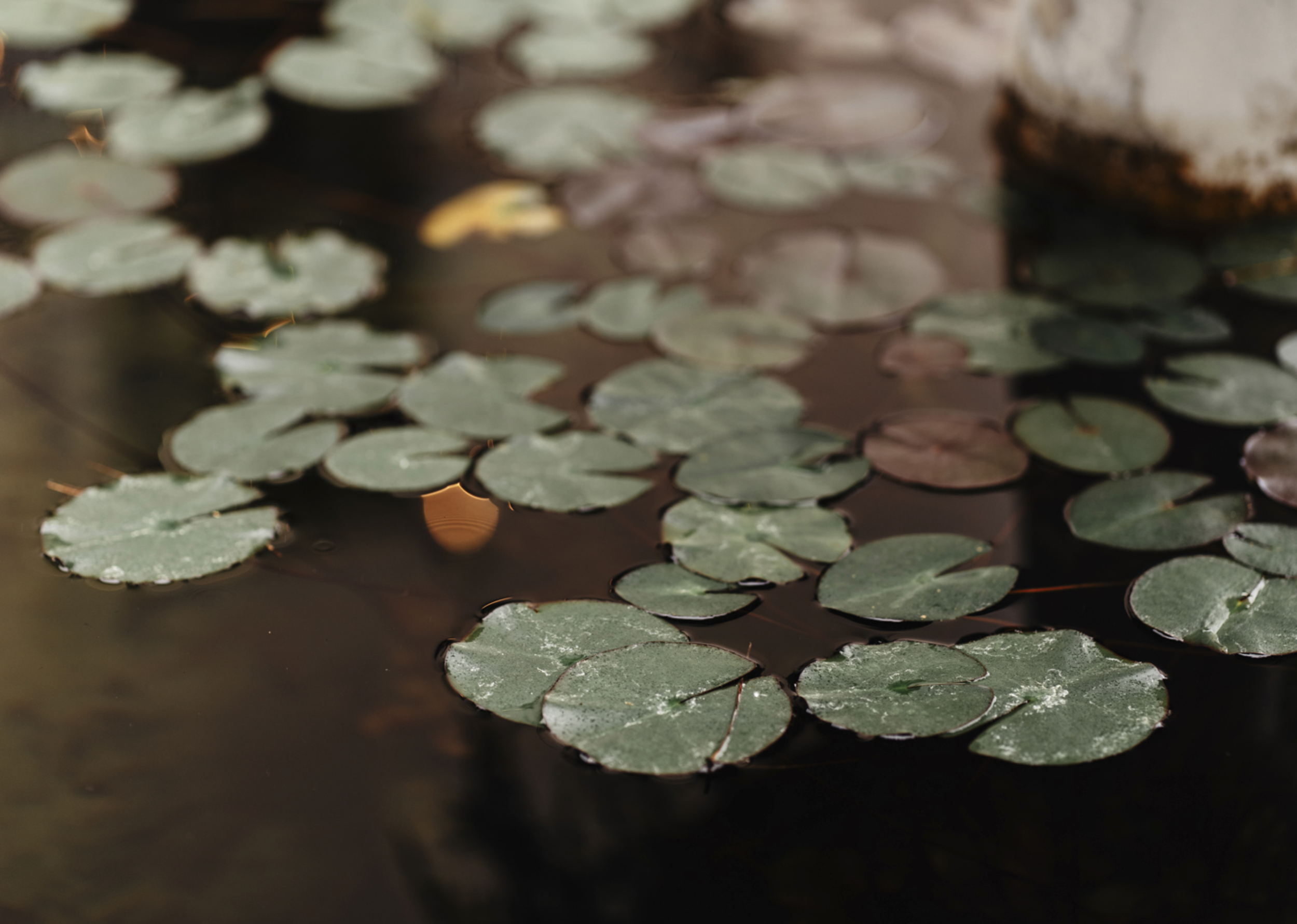 Captura de pantalla 2026-01-28 a las 9.48.31.png