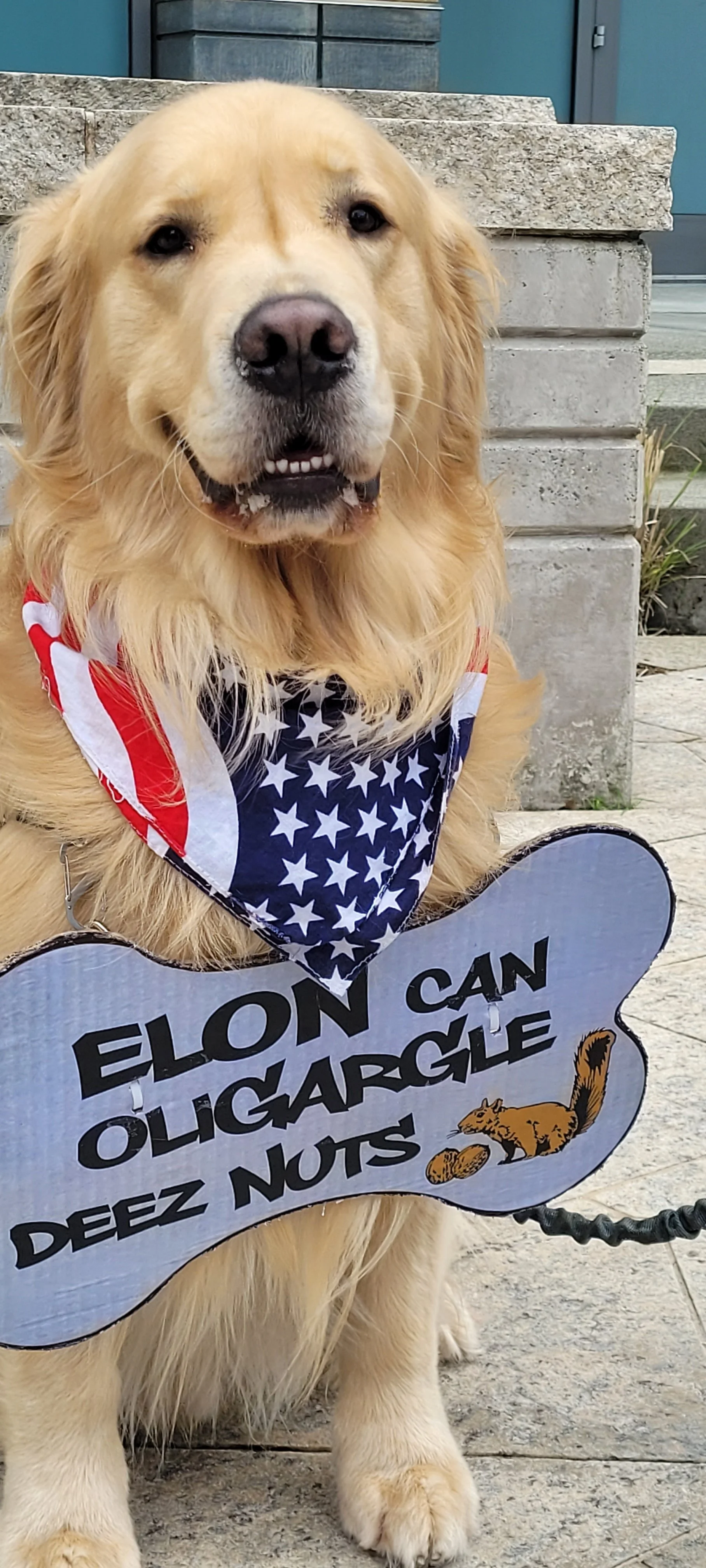 golden retriever wearing a sign