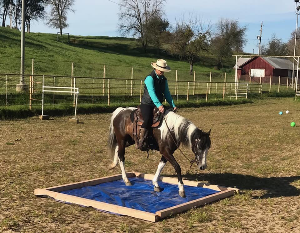Sensory & Obstacle Clinic w/ Susan Dockter