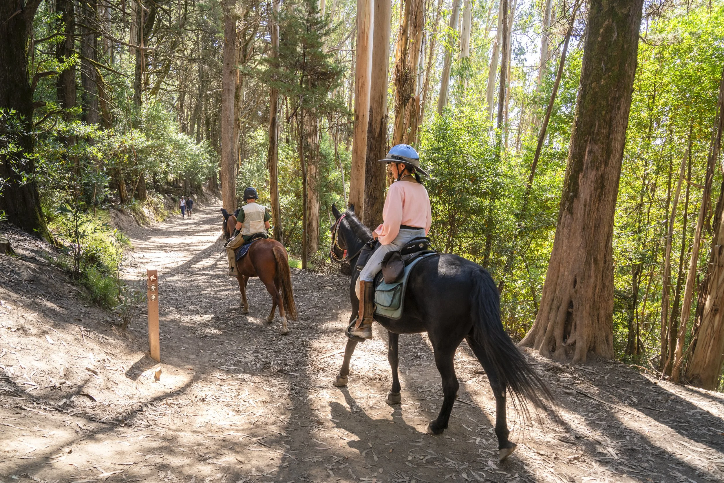 Bay Area Ridge Trail - East Bay Hills 5 Day Hike & Ride