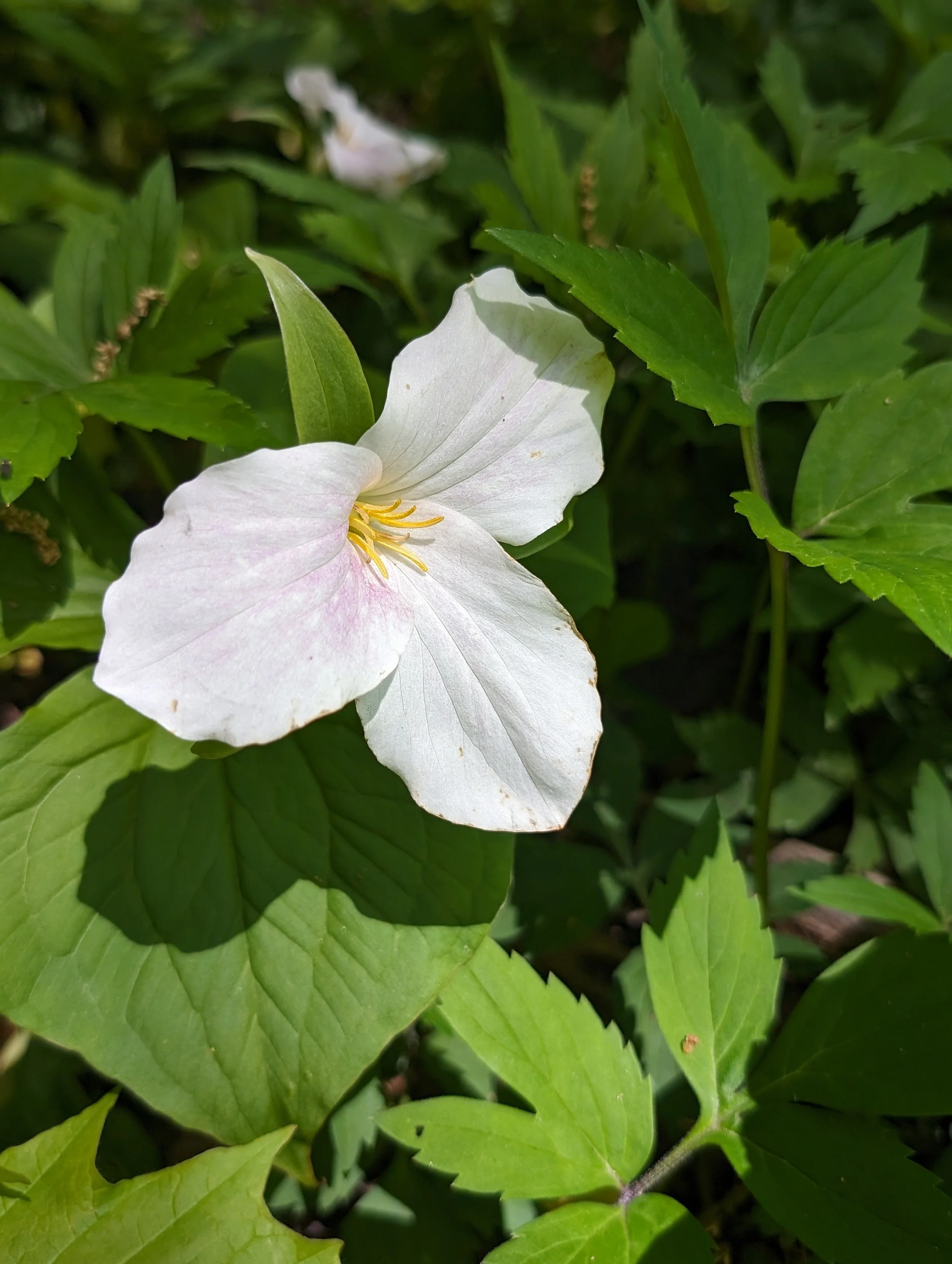 PXL_20240506_184759175 (1).jpg