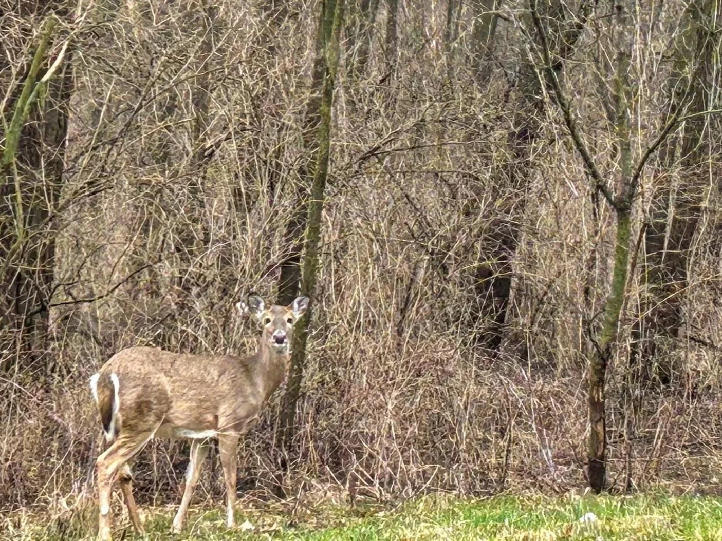 Trailbound-Trips-Deer-Grove-West-doe-and-her-yearling.jpg