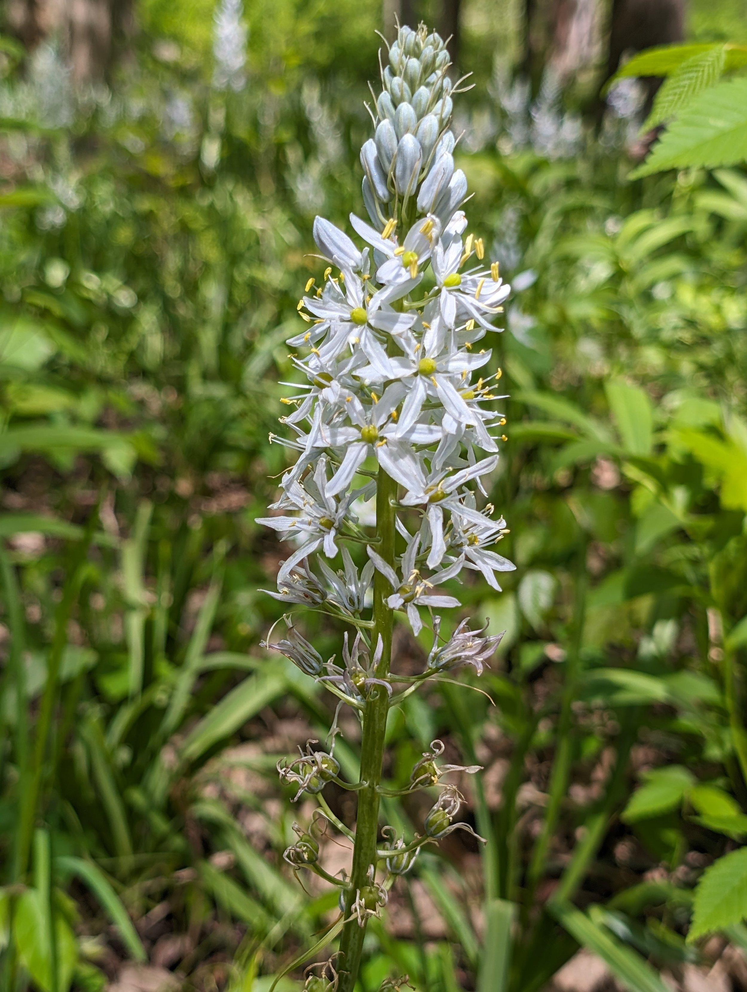 PXL_20240506_190156666 (1).jpg