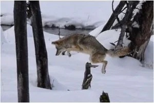 yellowstone coyote.jpg