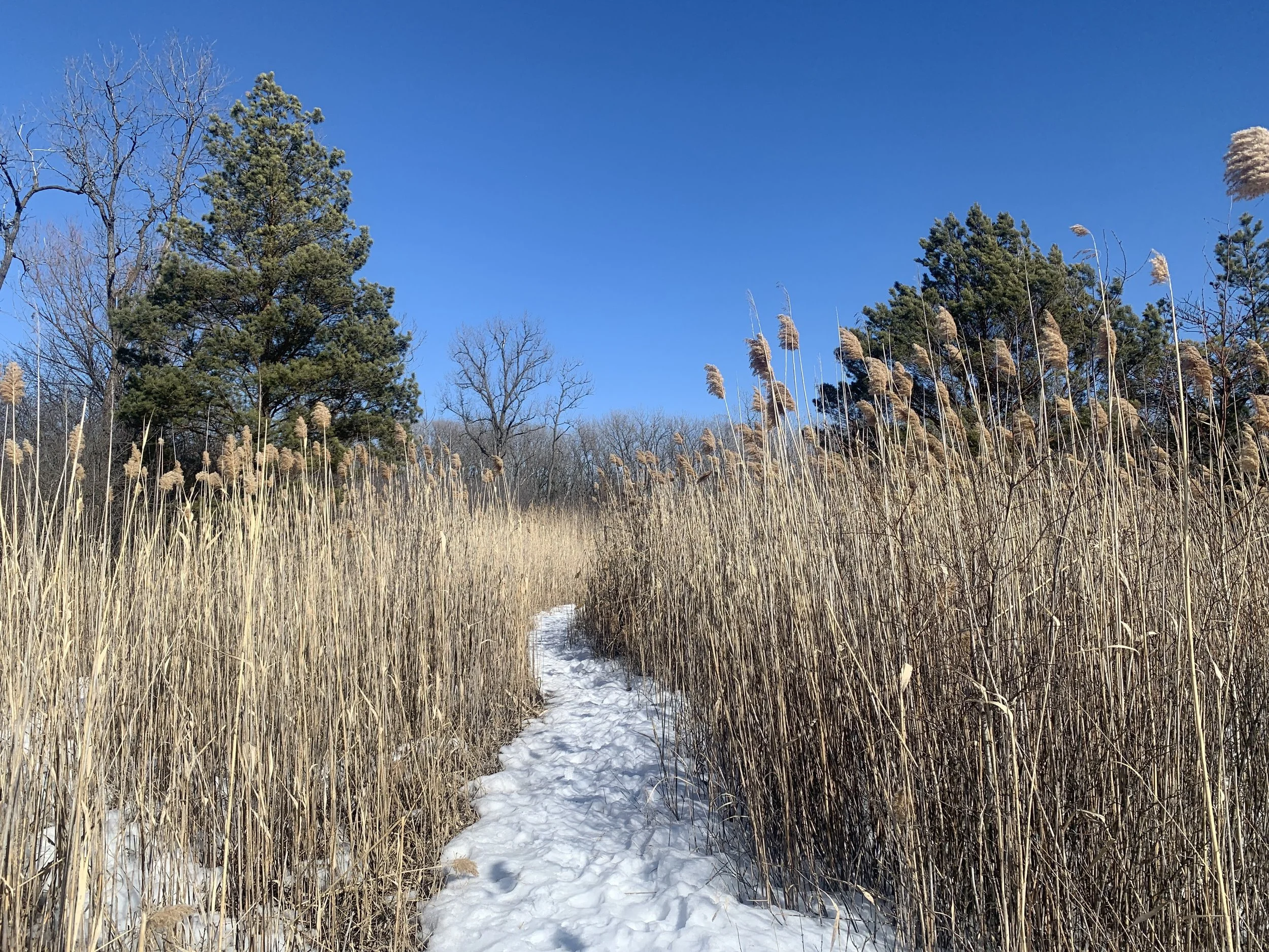 Snow-covered path through tall dry grass and trees under a clear blue sky.