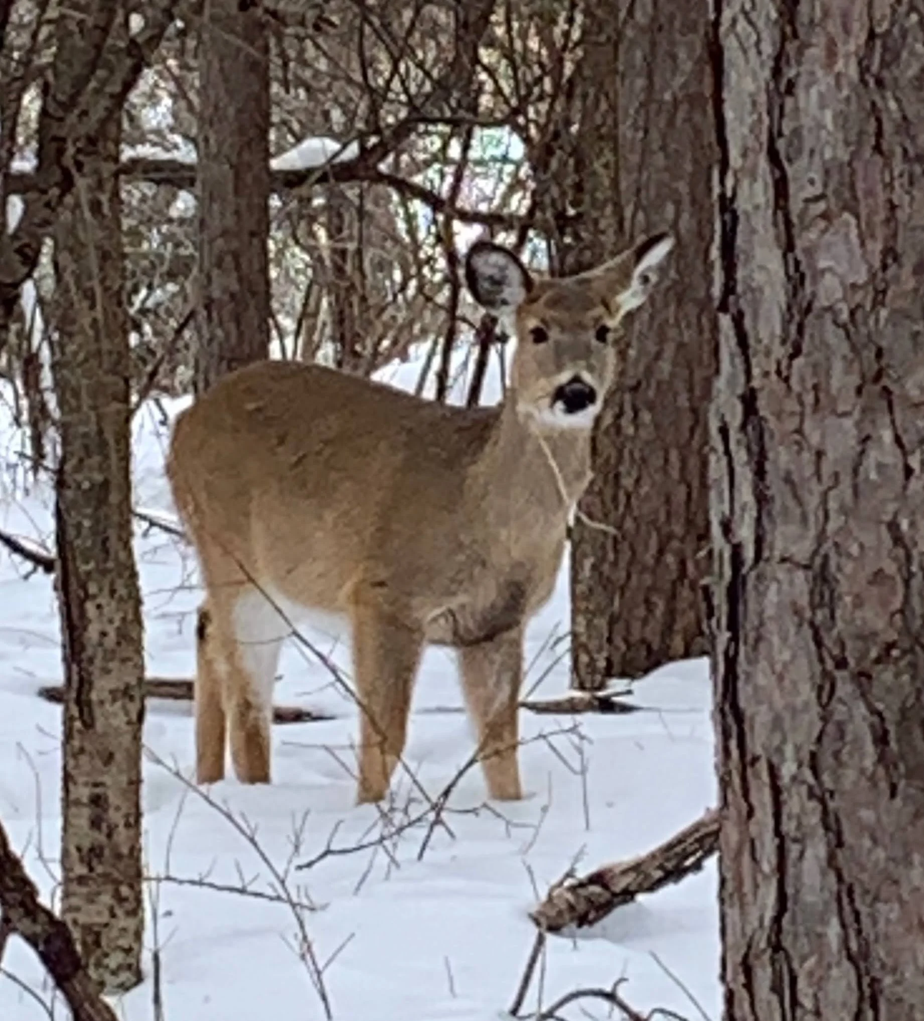 A young deer standing in the snow among trees, facing the camera with a partial view of the tree trunk blocking part of its face.